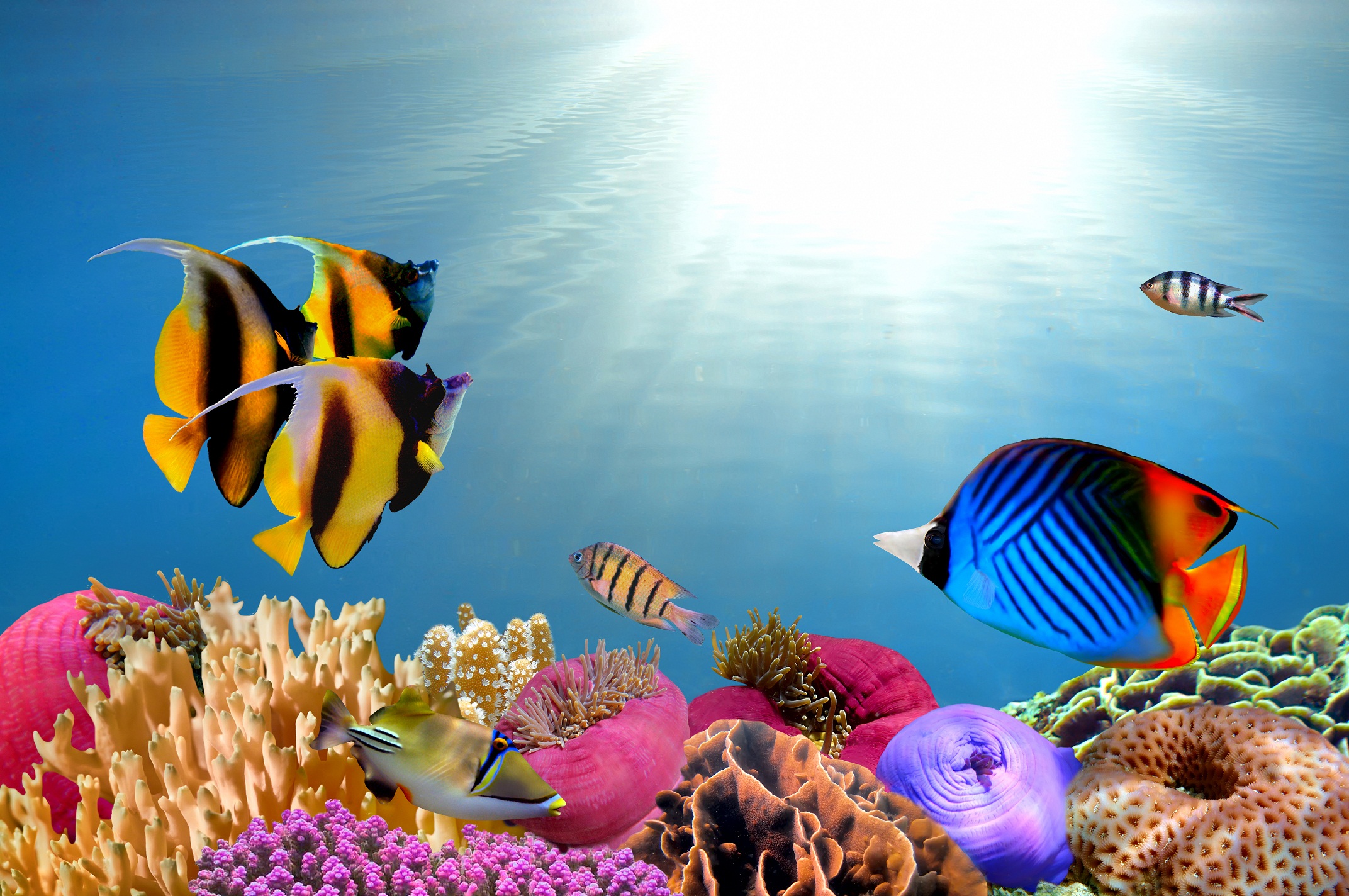 Природа подводный мир. Тропические рыбы. Рыбки в море. Яркие рыбки. Коралловые рыбки.