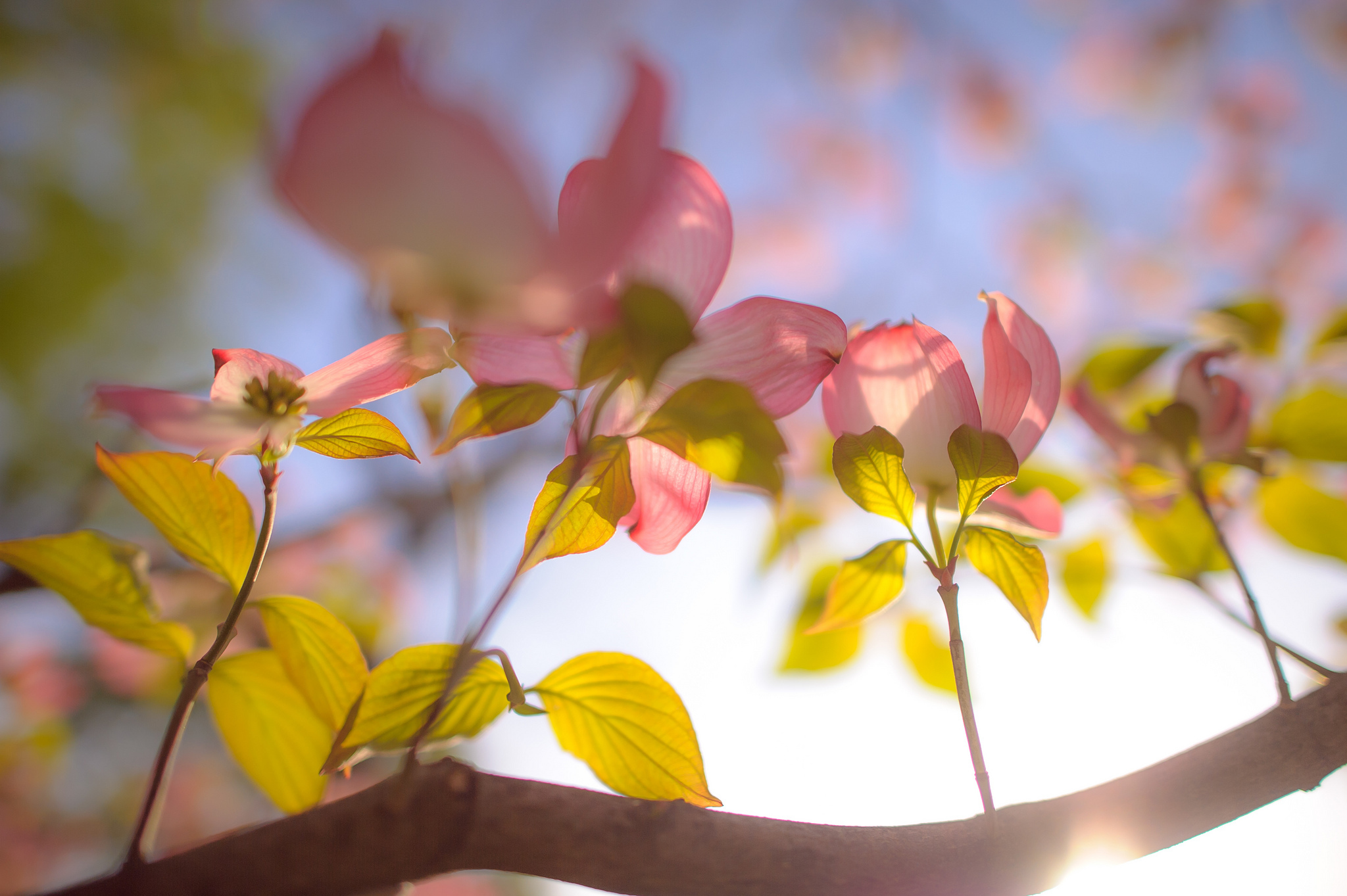 Обои небо, цветы, ветка, the sky, flowers, branch разрешение 2048x1363 Загрузить