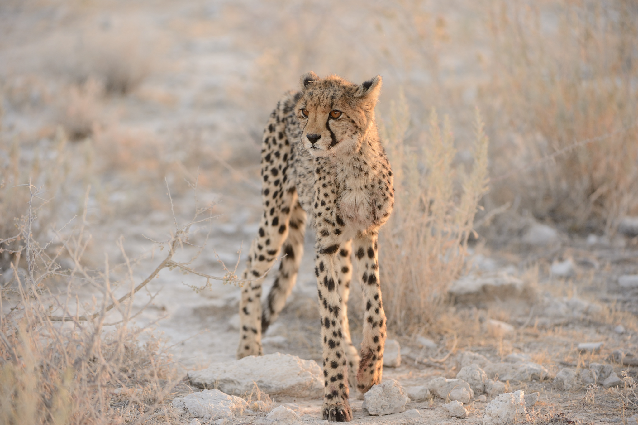Обои кошка, гепард, детеныш, cat, cheetah, cub разрешение 2048x1363 Загрузить