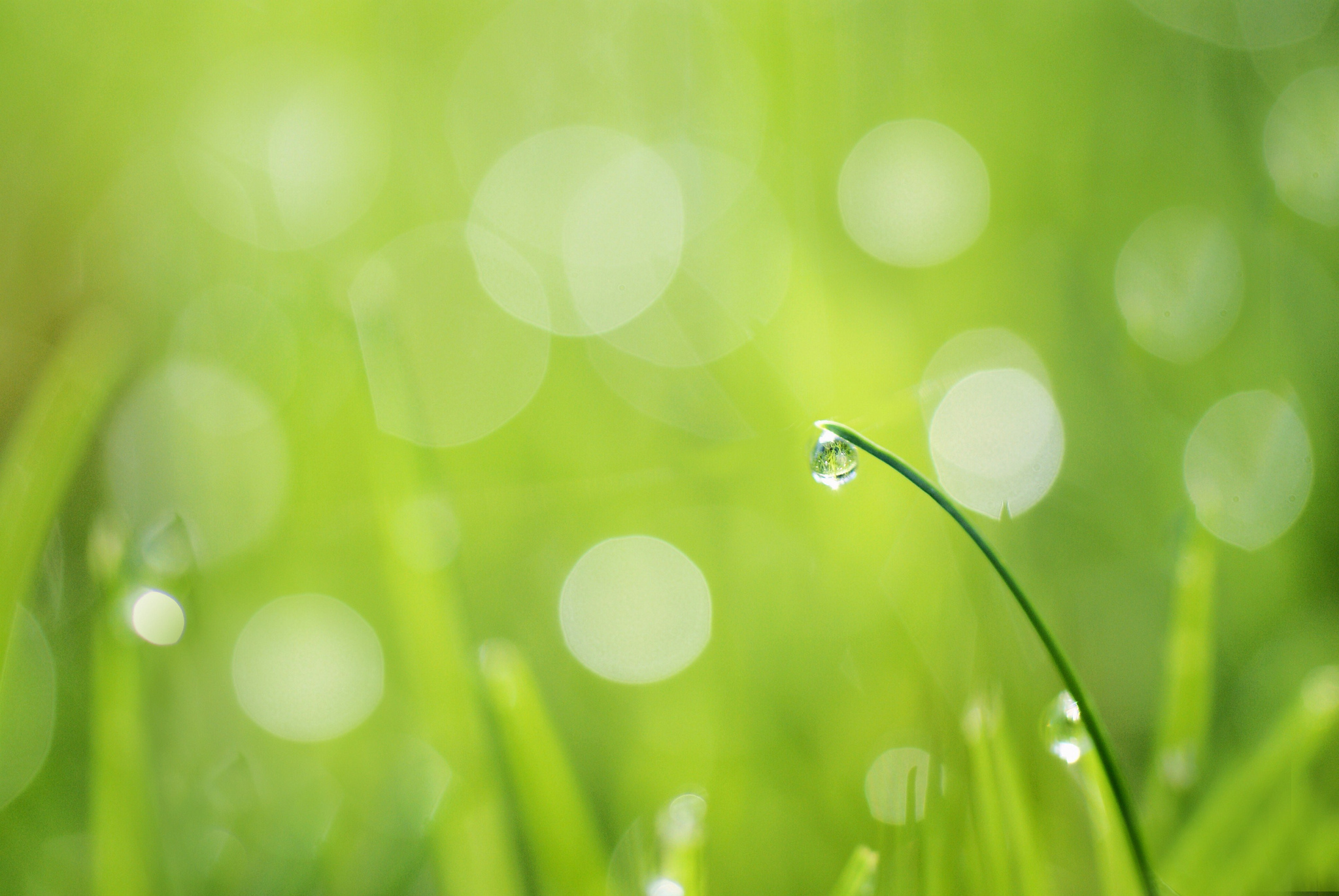 Обои трава, травинка, зелень.капля, роса.блики, капли на траве, grass, a blade of grass, greens.drop, rosa.glare, drops on the grass разрешение 2048x1371 Загрузить