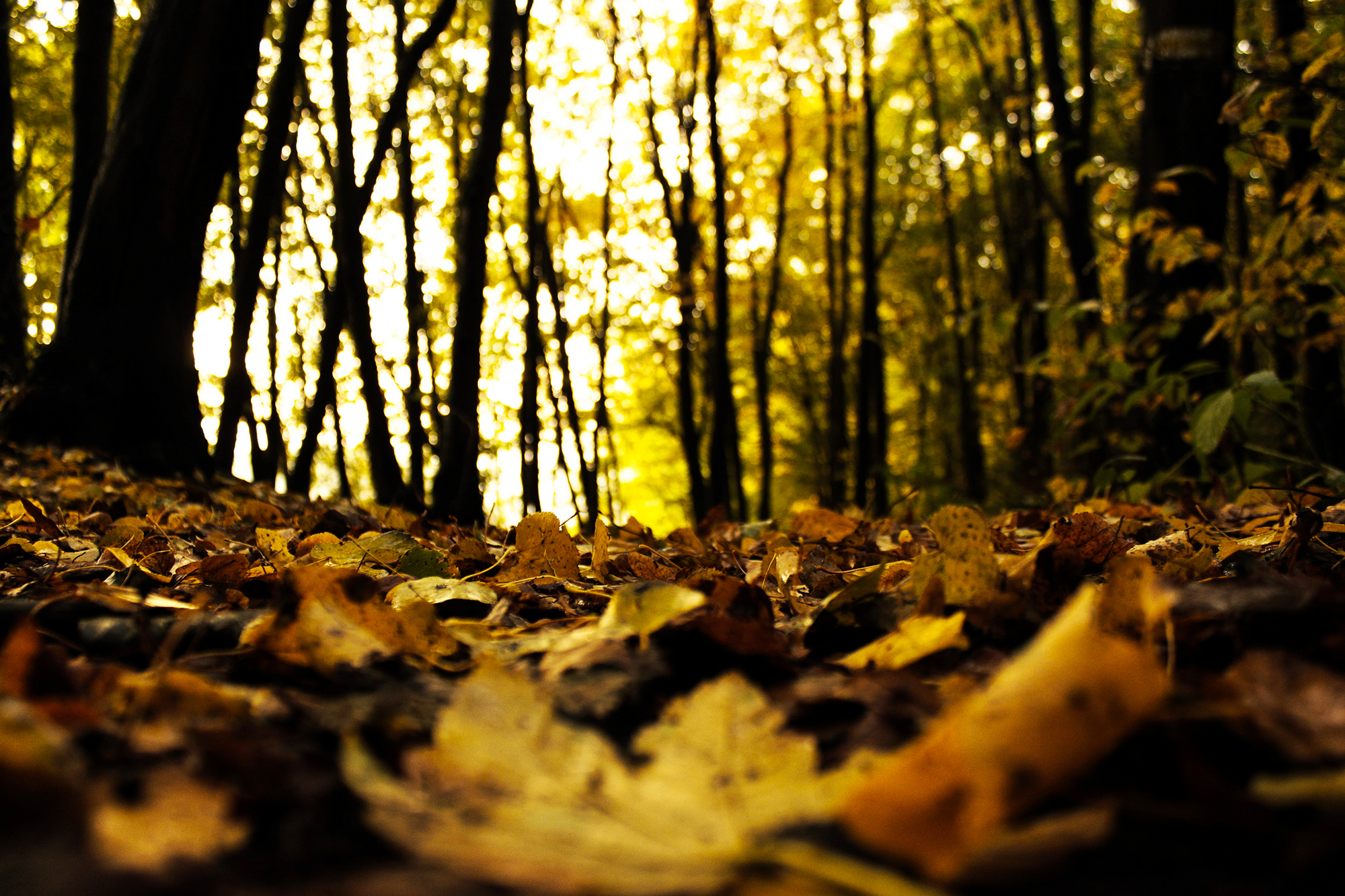 природа осень листья лес деревья бесплатно