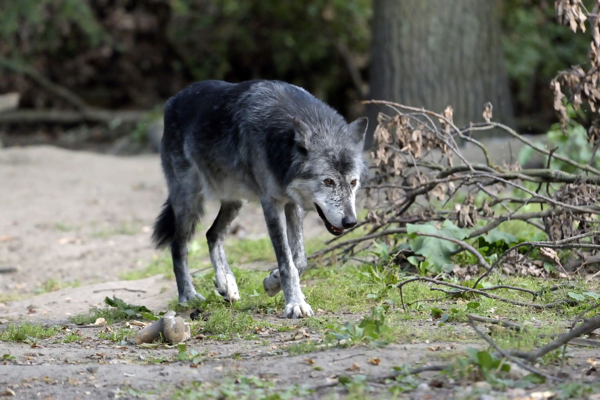 Обои лес, хищник, животное, волк, волк.хищник, живая природа, forest, predator, animal, wolf, wolf.predator, wildlife разрешение 1920x1281 Загрузить