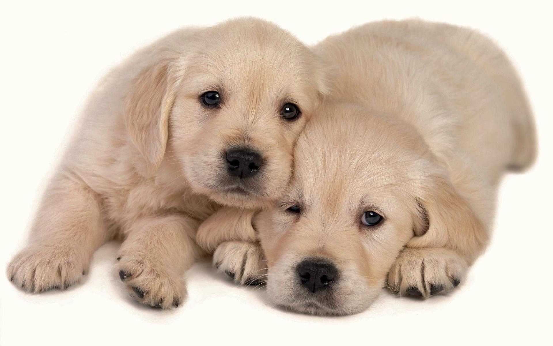 Обои фон, щенки, милые, background, puppies, cute разрешение 1920x1200 Загрузить