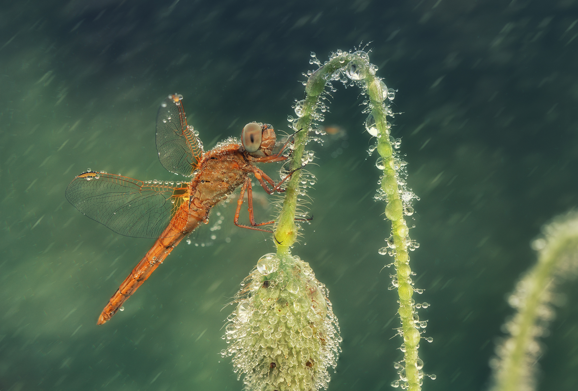 Обои макро, цветок, капли, насекомые, стрекоза, macro, flower, drops, insects, dragonfly разрешение 2000x1353 Загрузить