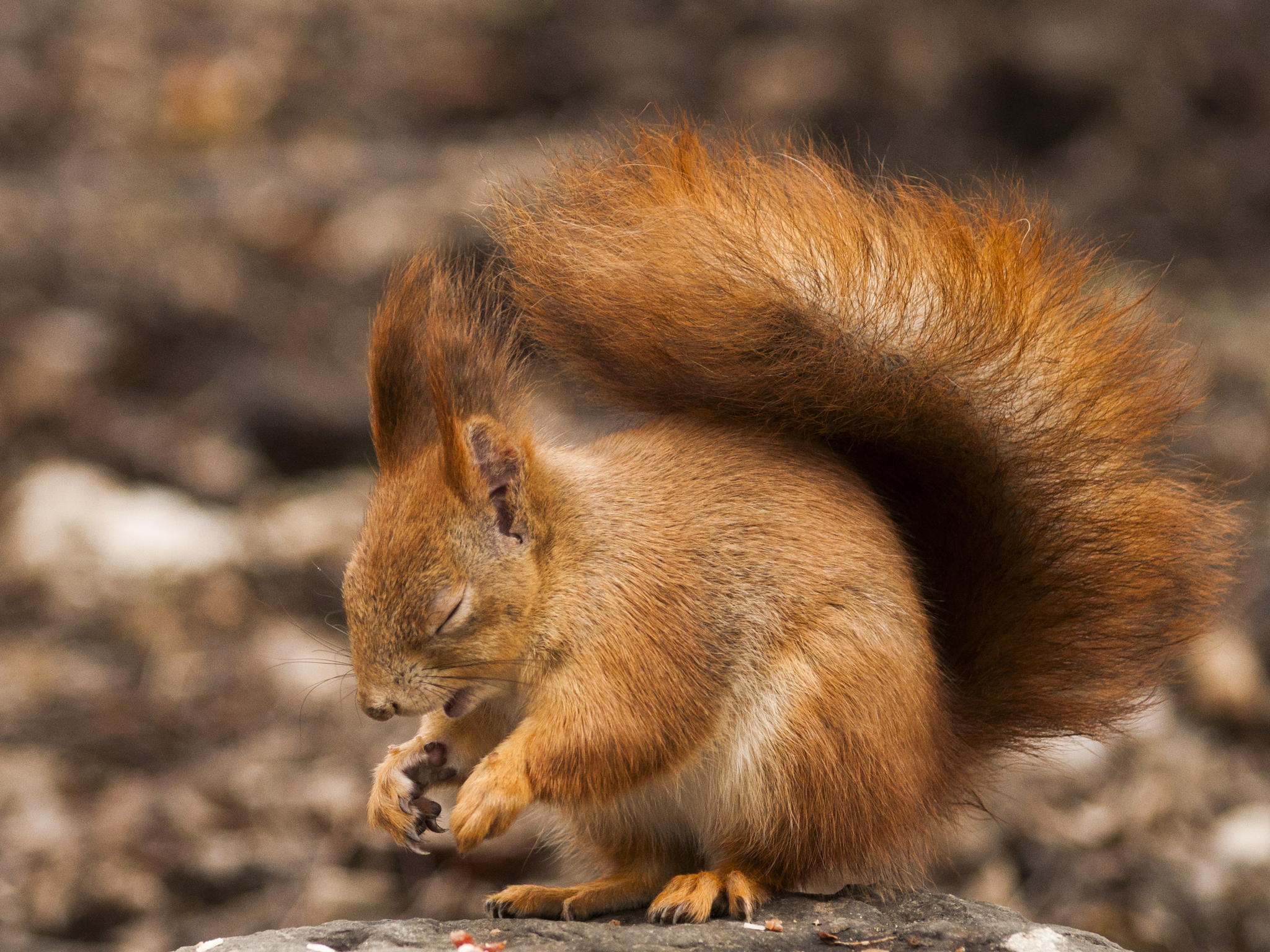 Обои фон, животное, белка, зверек, хвост, белочка, грызун, background, animal, protein, tail, squirrel, rodent разрешение 2048x1536 Загрузить