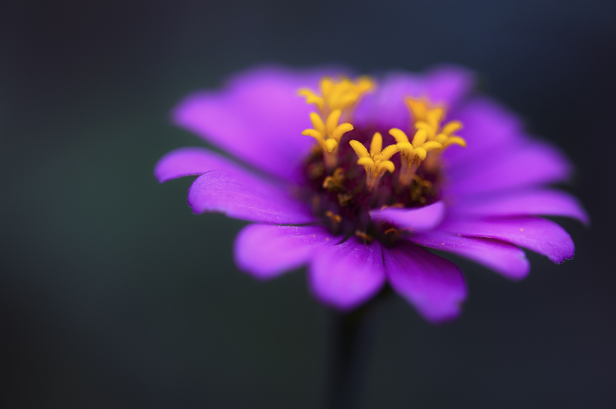 Цветок фиолетовый макро бесплатно