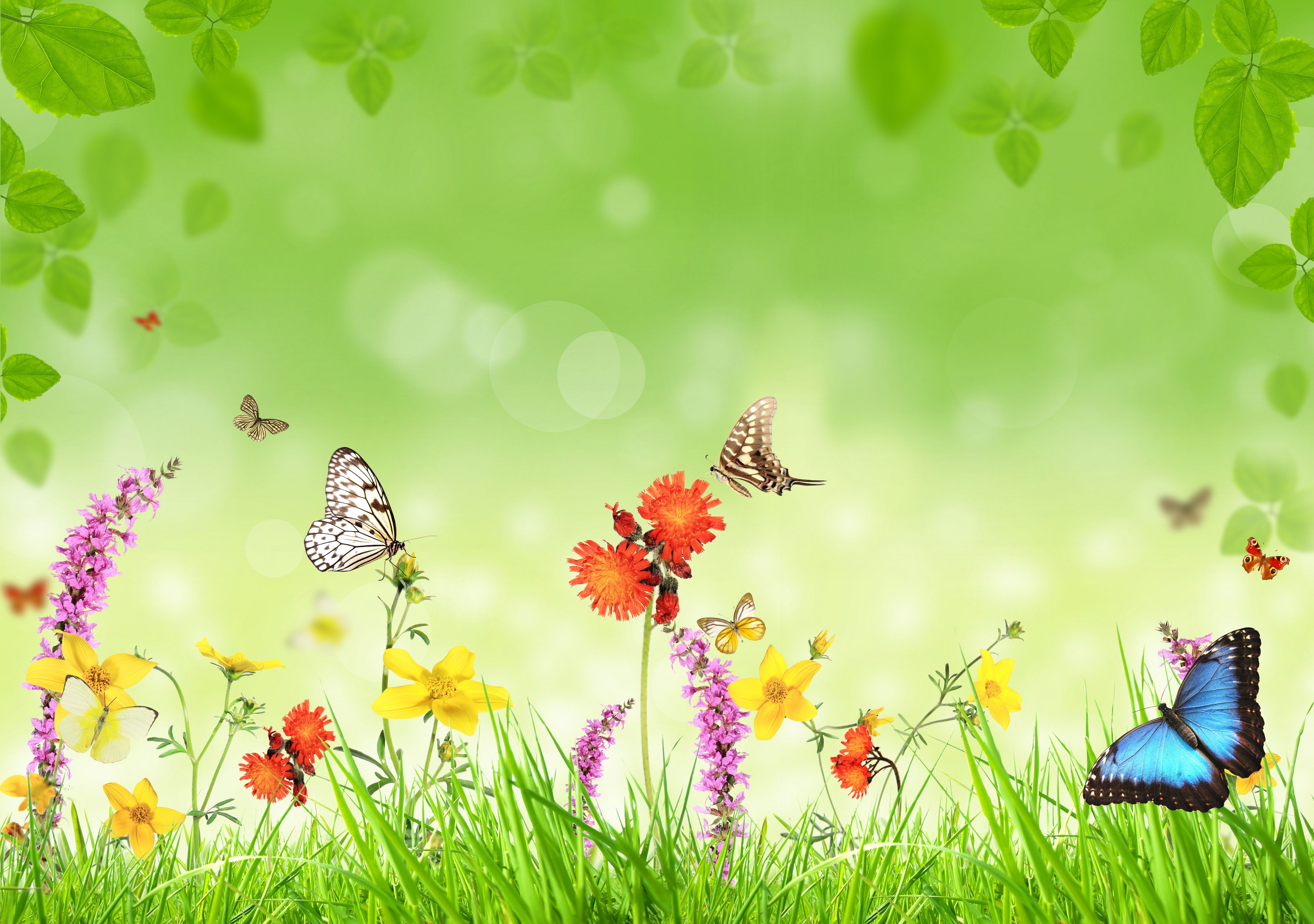 бабочка на зеленой траве бесплатно