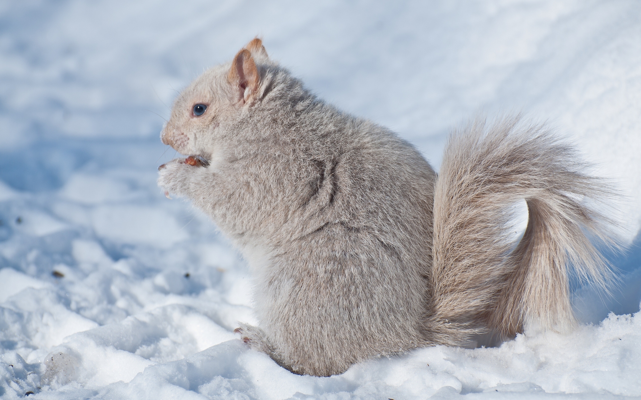 природа животное белка зима снег скачать