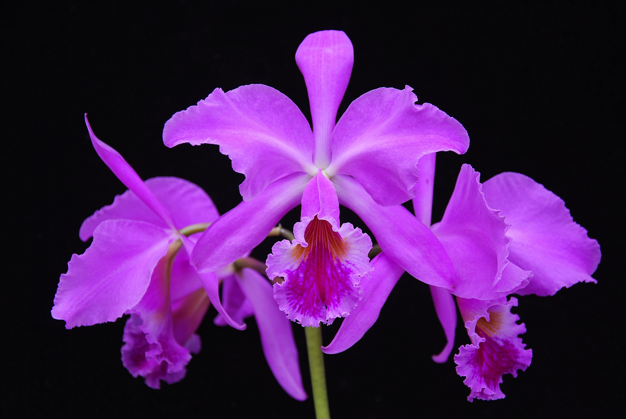 Обои цветы, макро, орхидеи, flowers, macro, orchids разрешение 2048x1371 Загрузить