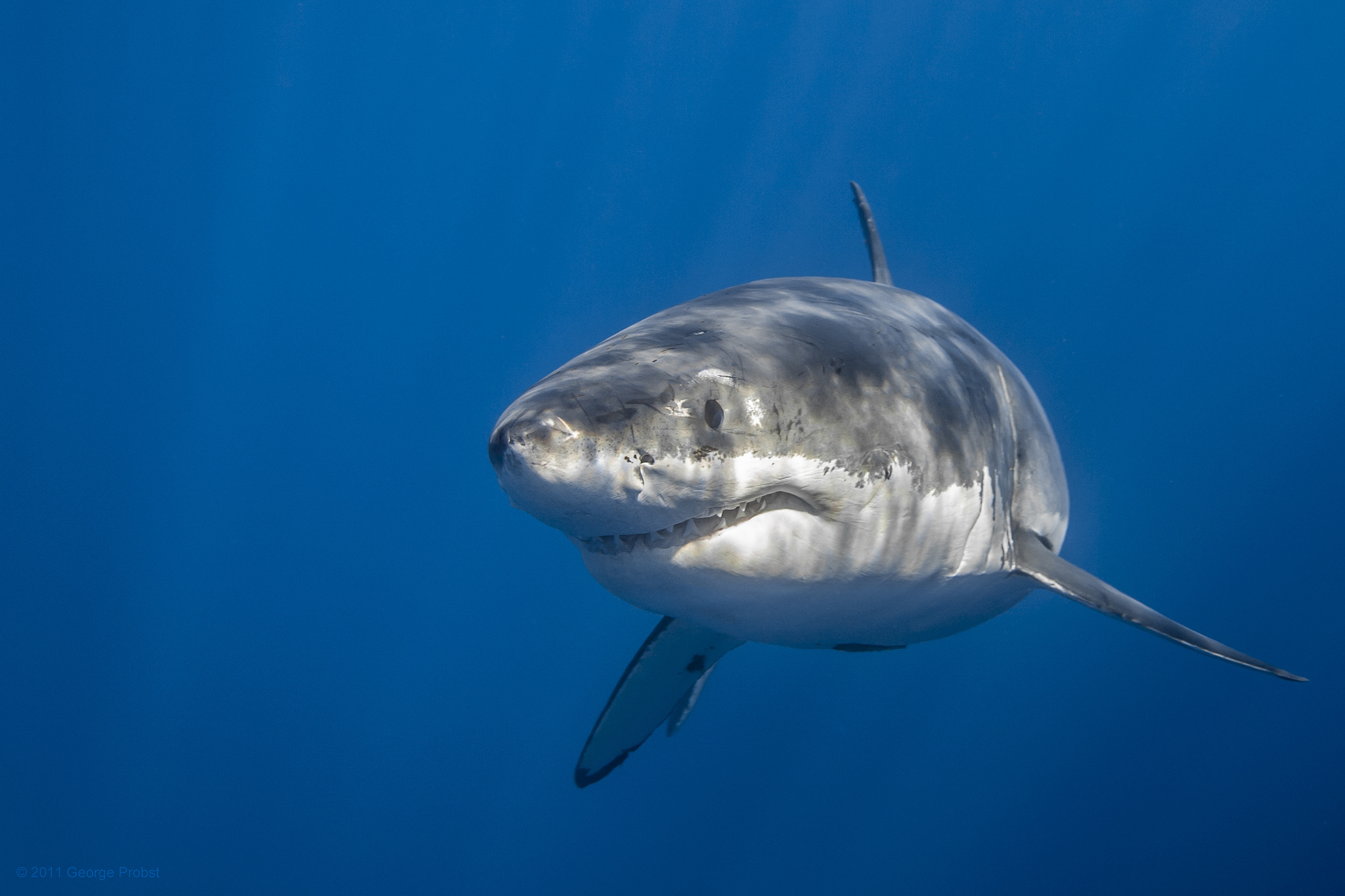 Обои море, акула, подводный мир, sea, shark, underwater world разрешение 2048x1365 Загрузить