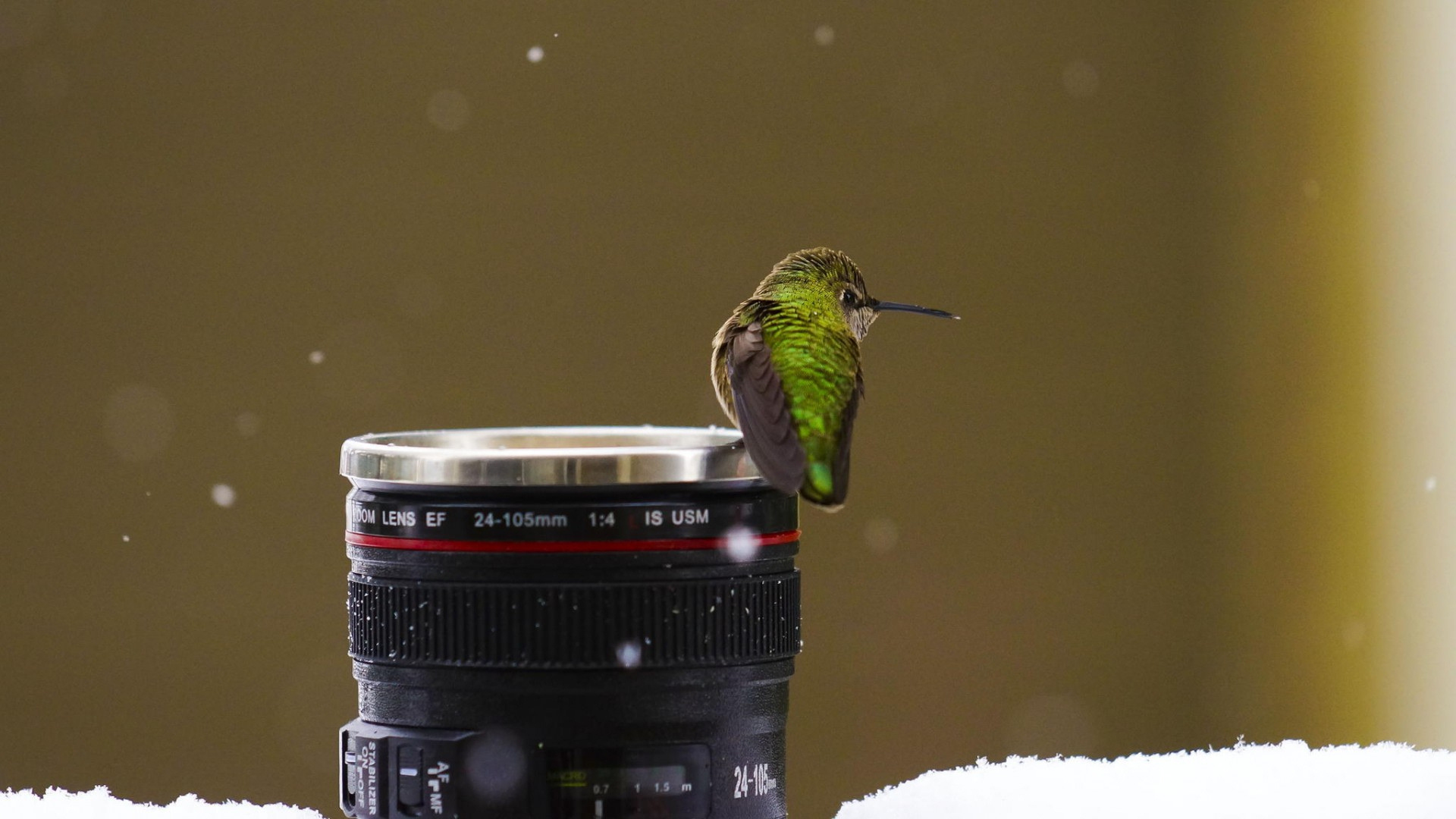 Обои снег, птицы, камера, объектив, колибри, snow, birds, camera, lens, hummingbird разрешение 1920x1080 Загрузить