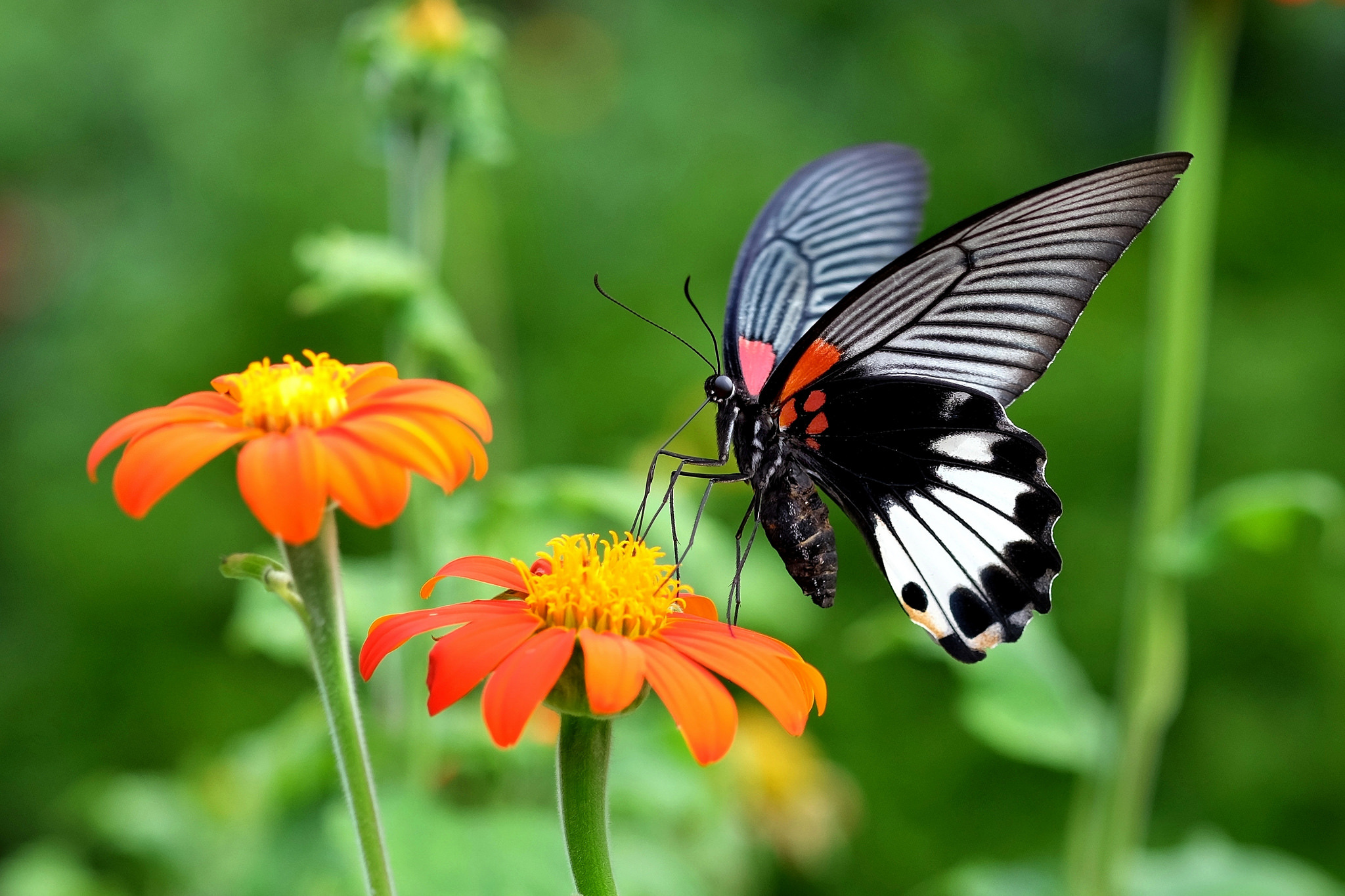 природа бабочка цветы животные насекомые роса скачать