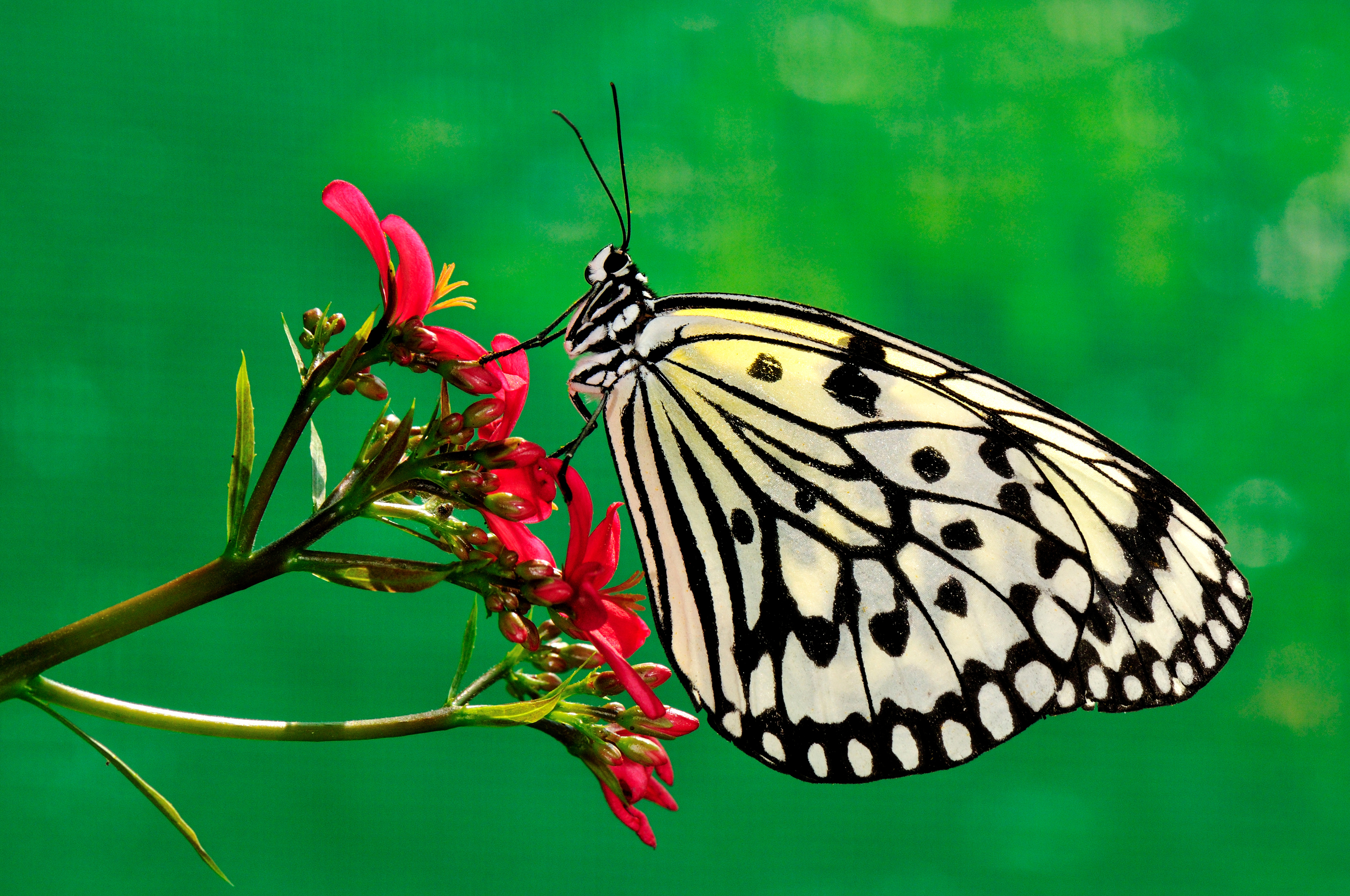 природа животные насекомое бабочка цветы загрузить