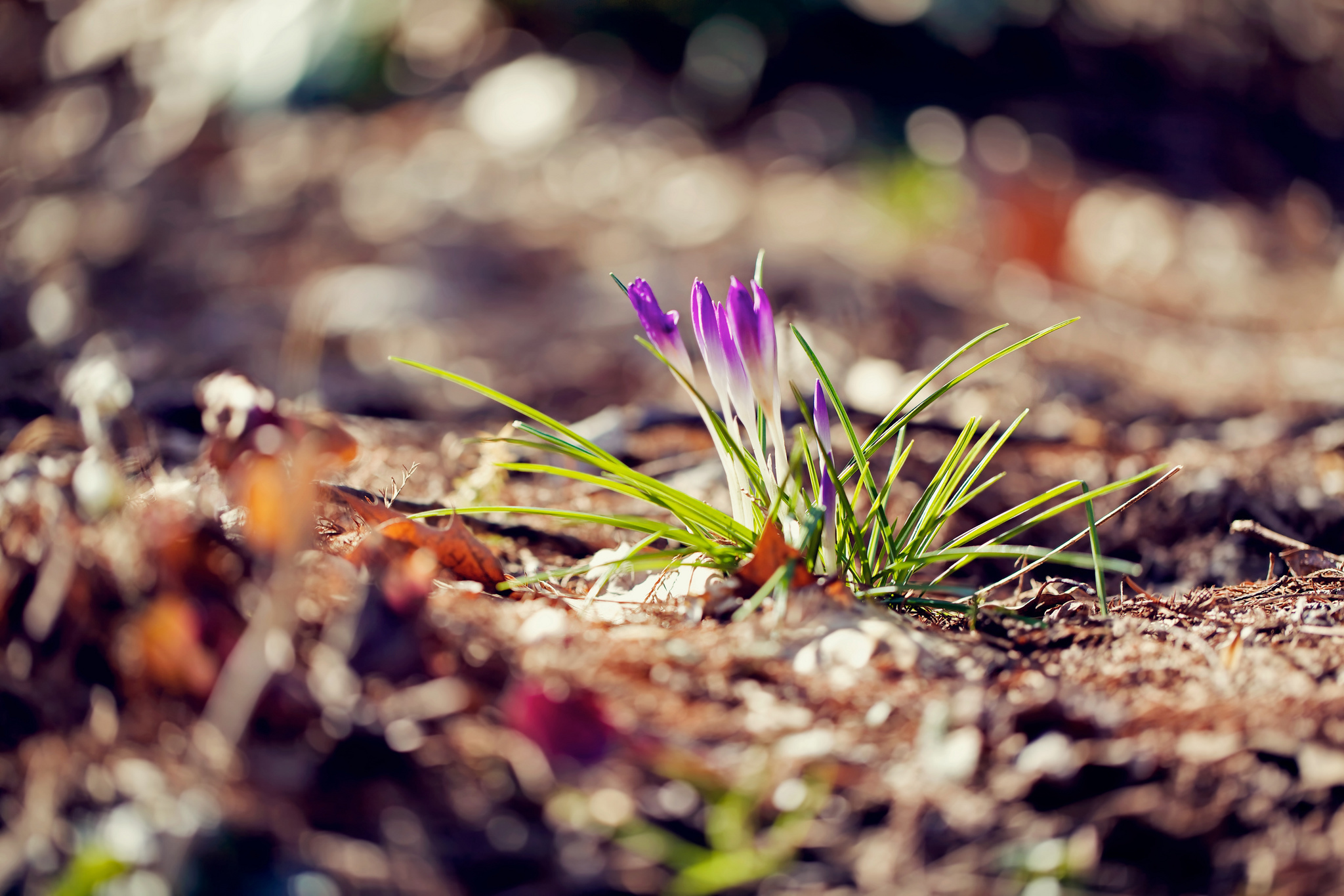 Обои цветы, макро, весна, крокусы, flowers, macro, spring, crocuses разрешение 2048x1365 Загрузить