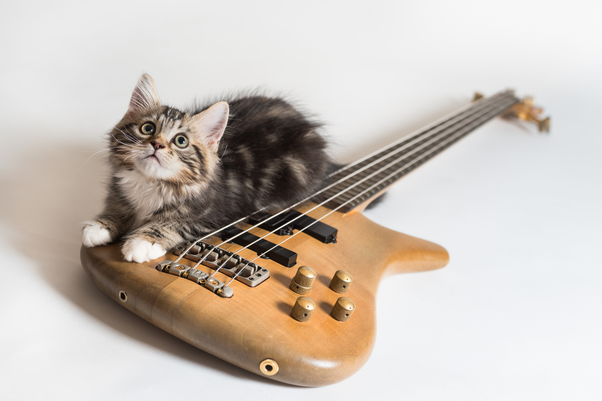 Музыкальных кошечек. Котик с гитарой. Кот с музыкальным инструментом. Кот с электрогитарой. Гитара "котенок".