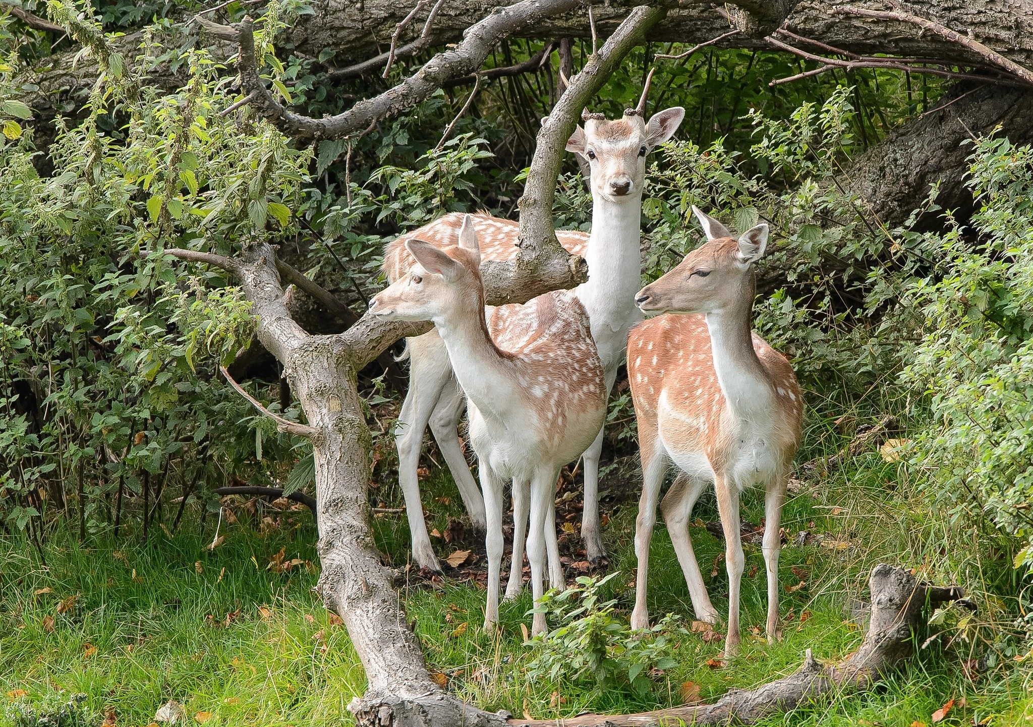 Обои природа, лес, олени, nature, forest, deer разрешение 2048x1442 Загрузить