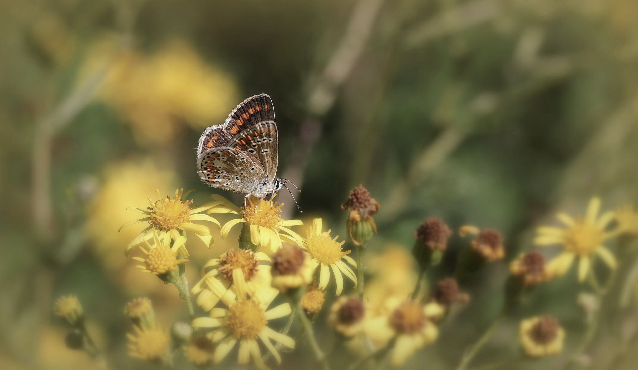 Обои цветы, бабочка, крылья, насекомые, усики, flowers, butterfly, wings, insects, antennae разрешение 2048x1190 Загрузить