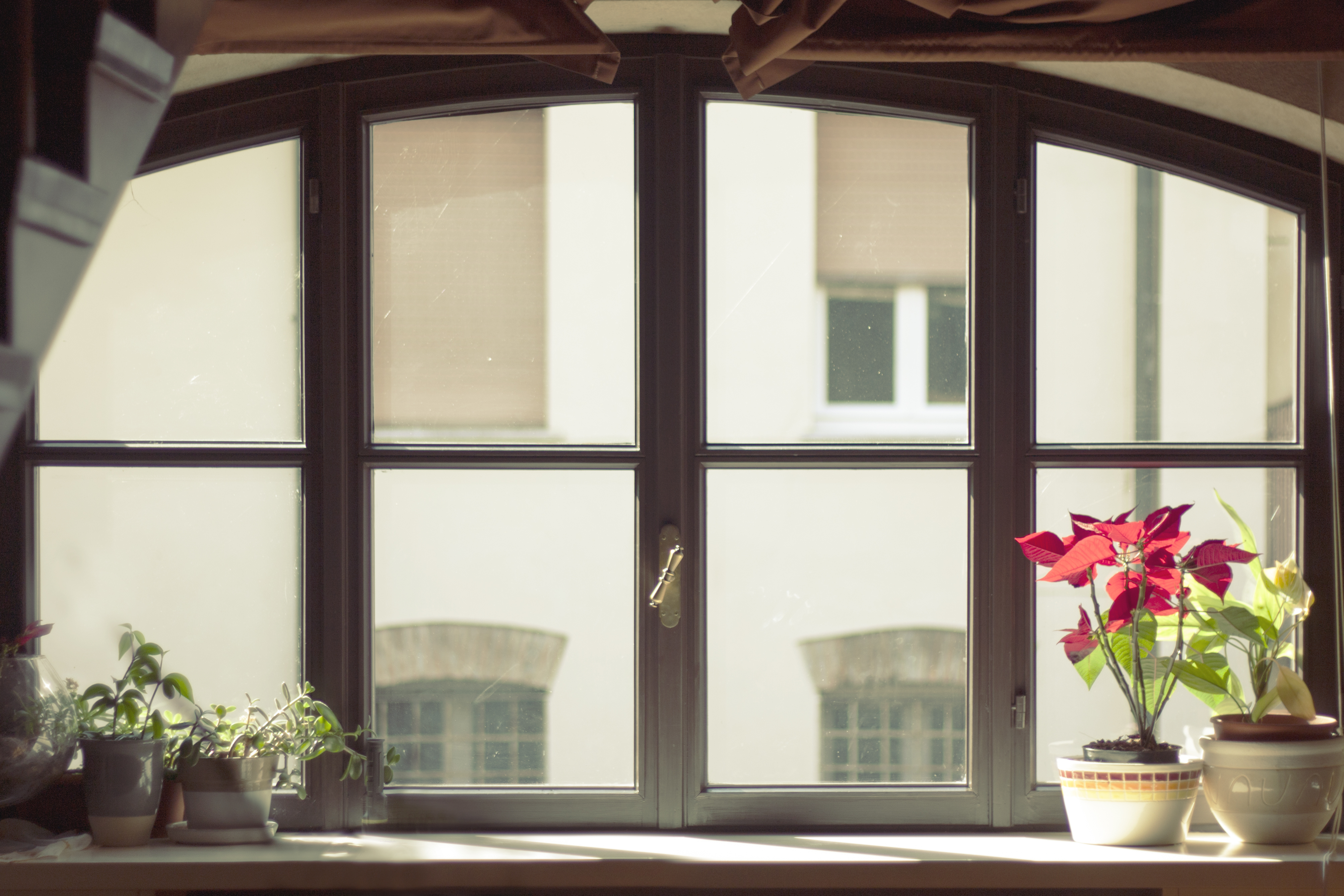 цветок на окне flower on the window загрузить
