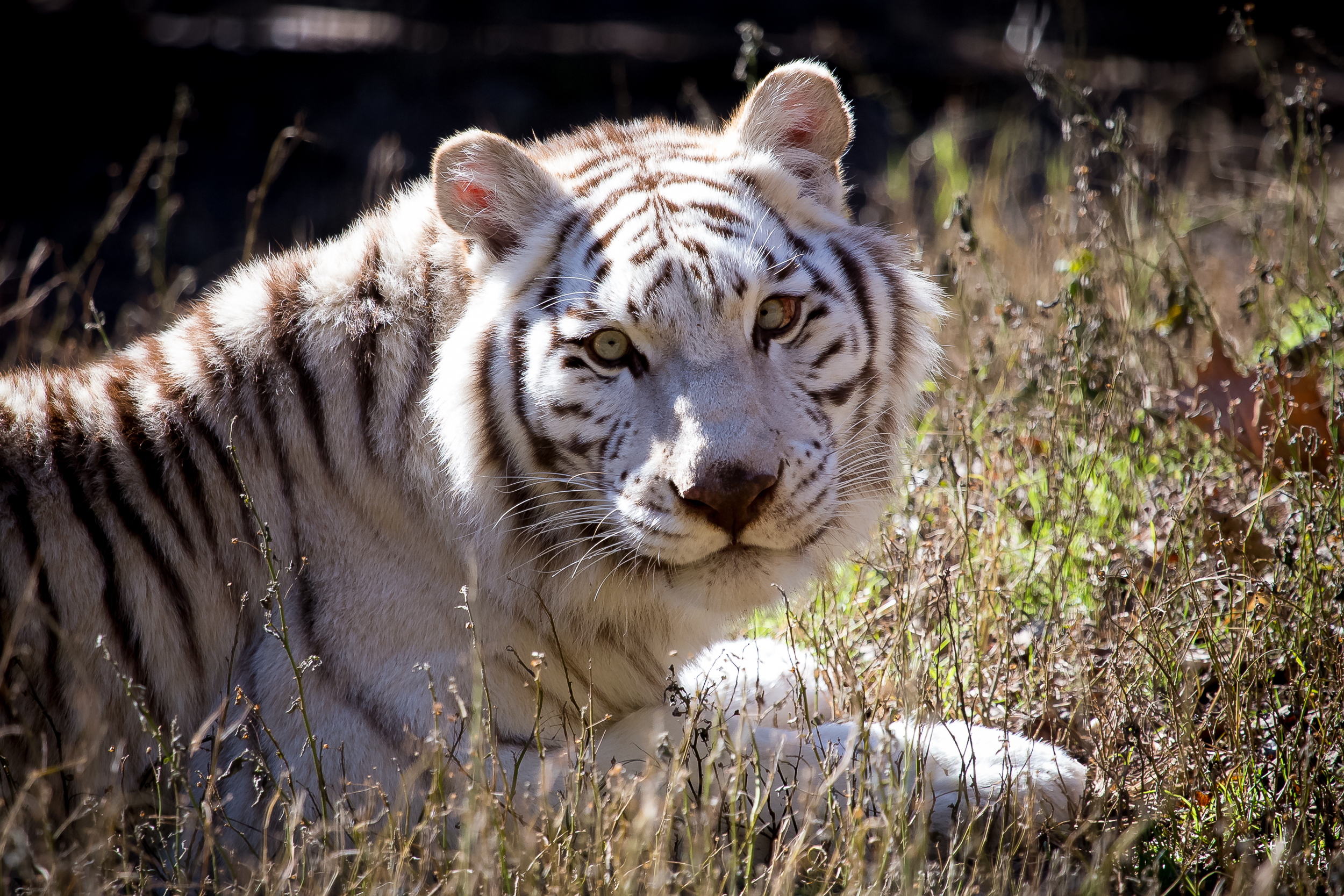 Животное хорошо изображает. Уссурийский тигр белый. Амурский тигр белый. Уссурийский тигр белый тигр. Белый бенгальский тигр.
