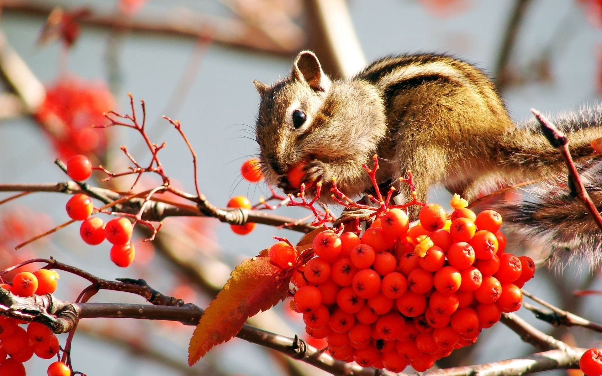 Обои ветки, лист, ягоды, гроздь, рябина, бурундук, branches, sheet, berries, bunch, rowan, chipmunk разрешение 1920x1200 Загрузить