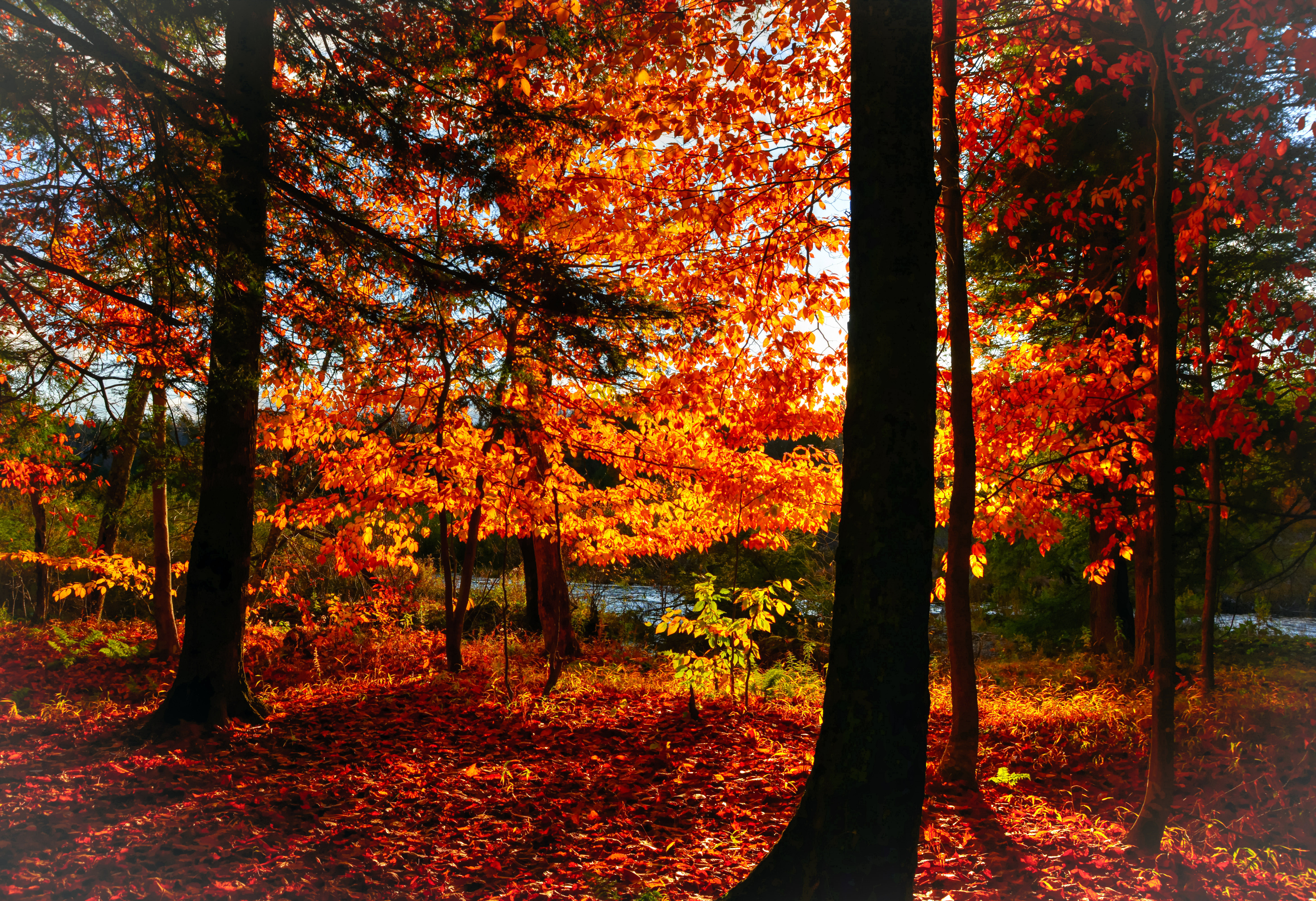 Осенний лес качественное