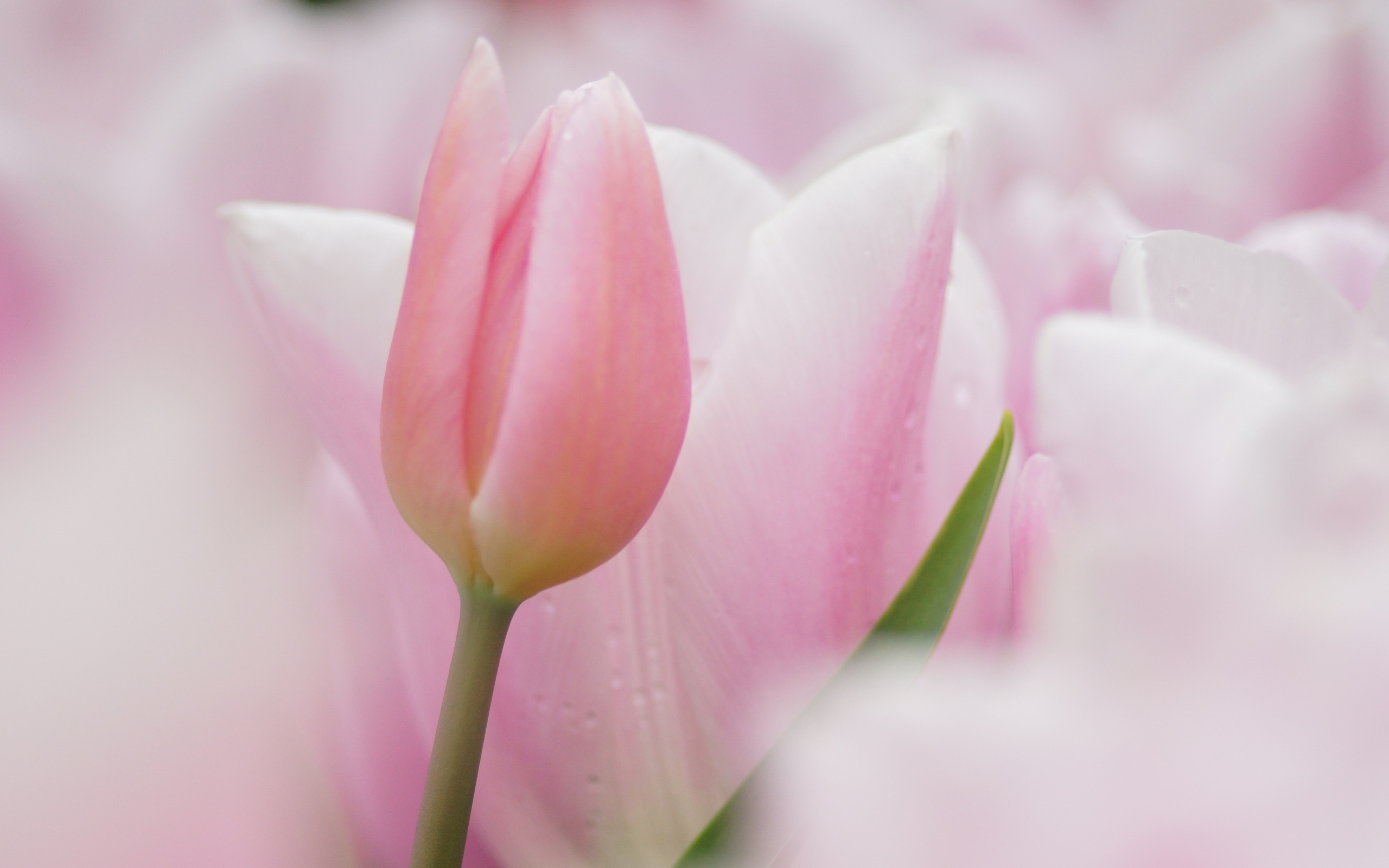 Обои цветы, фокус камеры, тюльпаны, розовые, нежные, flowers, the focus of the camera, tulips, pink, gentle разрешение 2560x1600 Загрузить