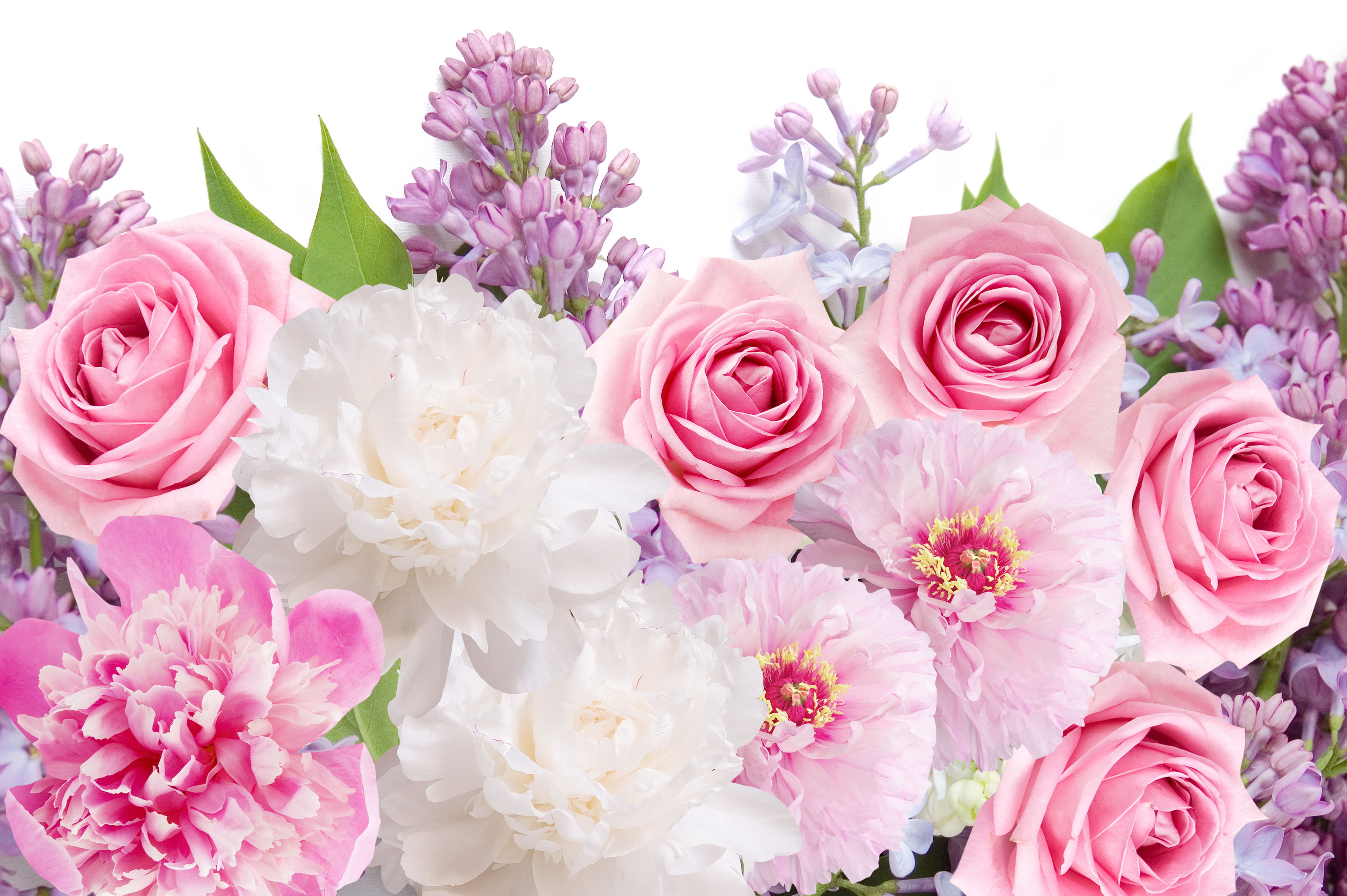 Обои цветы, розы, сирень,  цветы, пионы, роз, lilacs, flowers, roses, lilac, peonies разрешение 5777x3843 Загрузить