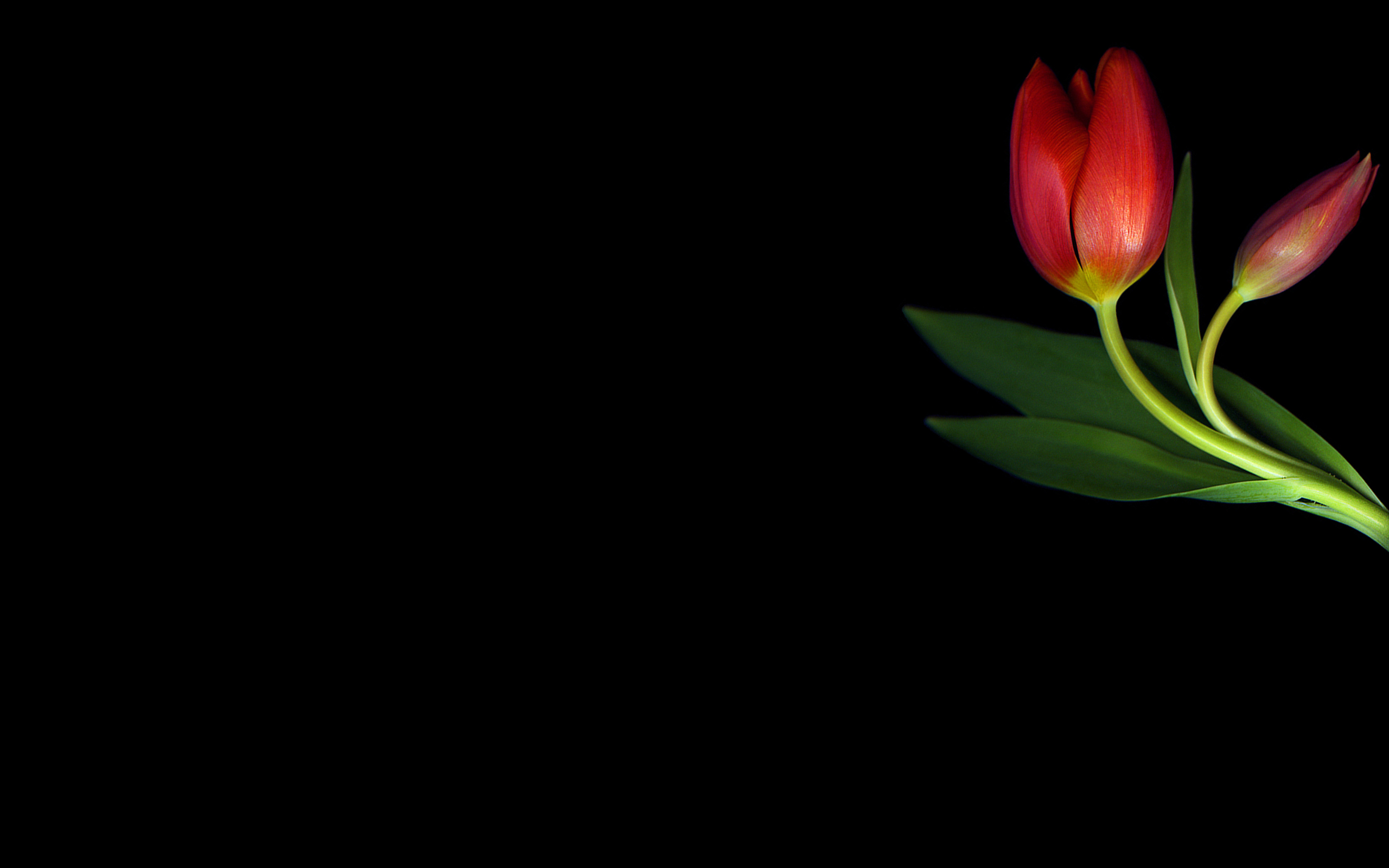 Обои минимализм, черный фон, тюльпаны, minimalism, black background, tulips разрешение 2560x1600 Загрузить