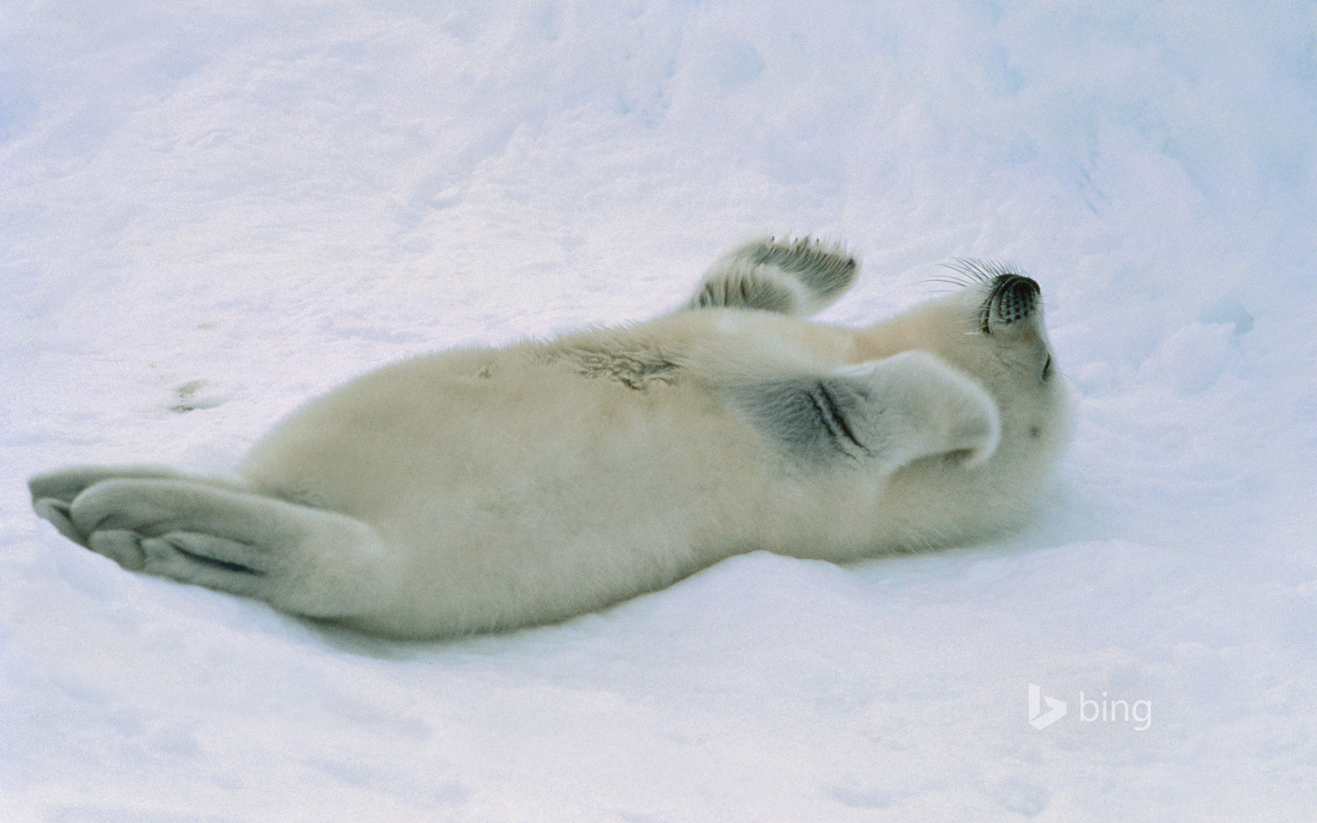 Обои снег, тюлень, детеныш, морской котик, белёк, snow, seal, cub, navy seal, belek разрешение 1920x1200 Загрузить