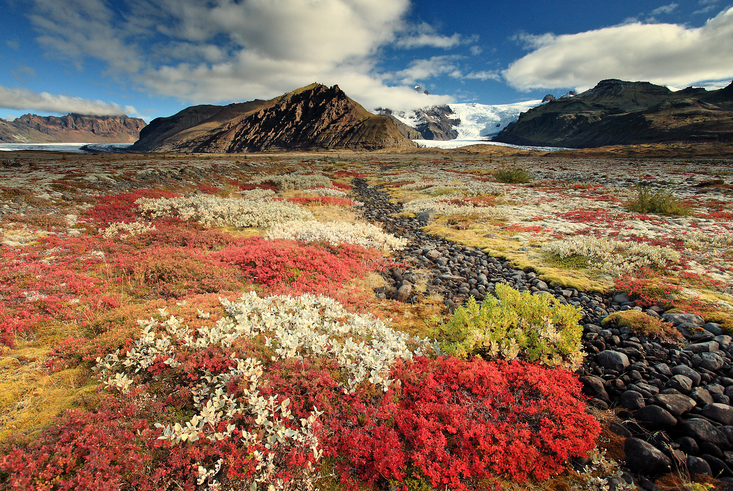 Ландшафт россии. Чукотка тундра цветет. Исландия ландшафт. Исландия Рейкьявик природа. Тундра цветет Путорана.