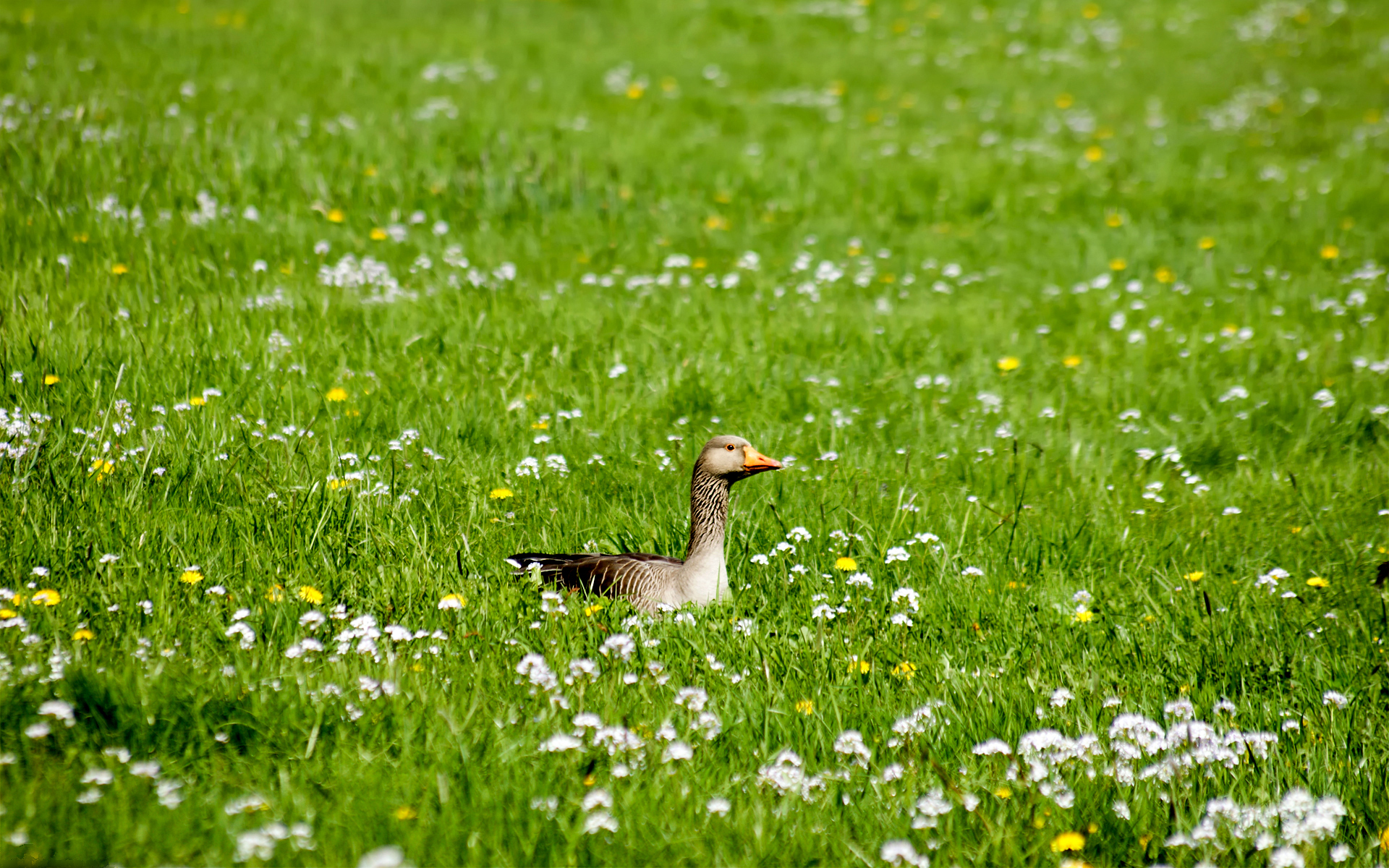 Обои цветы, трава, птица, утка, flowers, grass, bird, duck разрешение 1920x1200 Загрузить