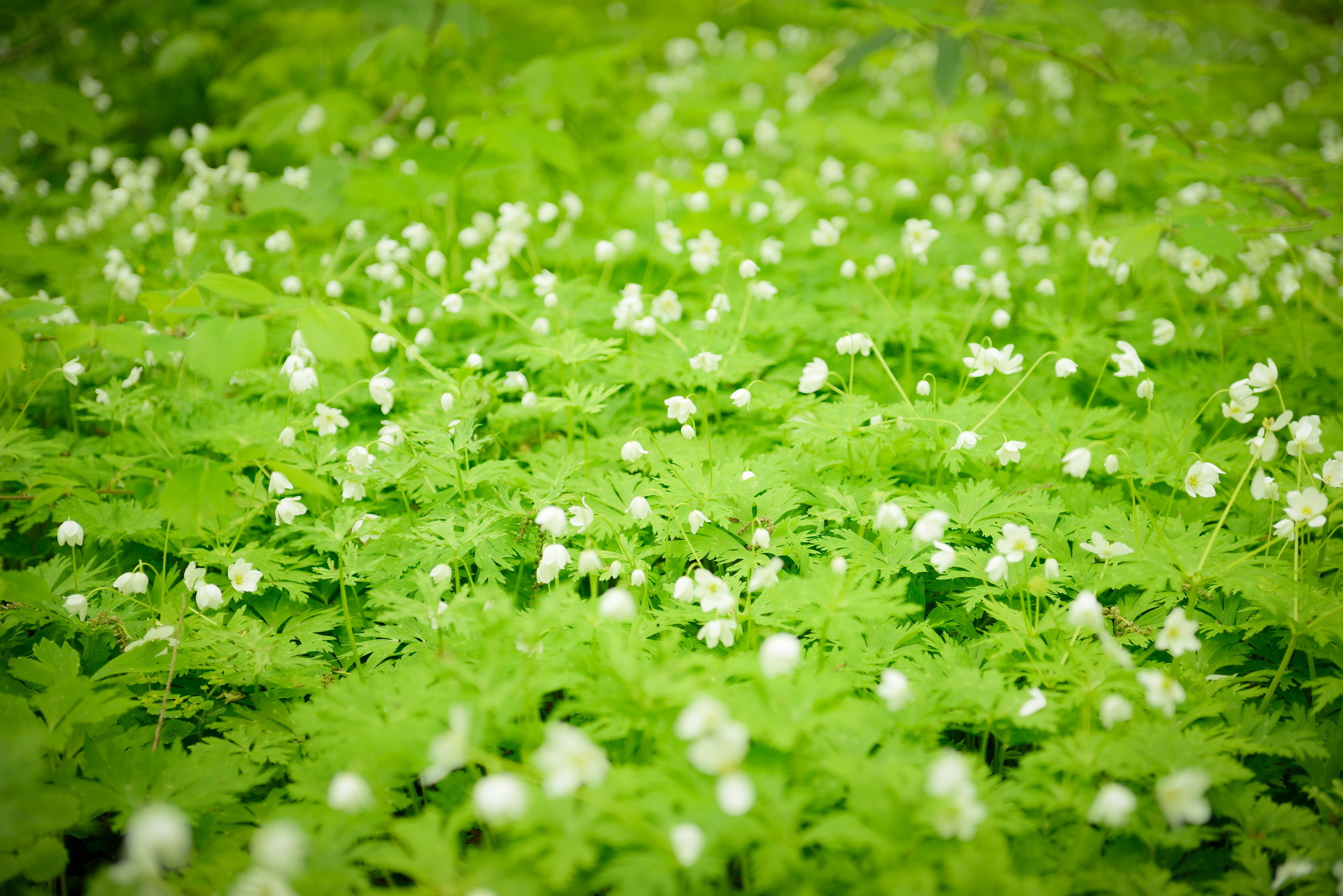 белые цветы трава природа загрузить
