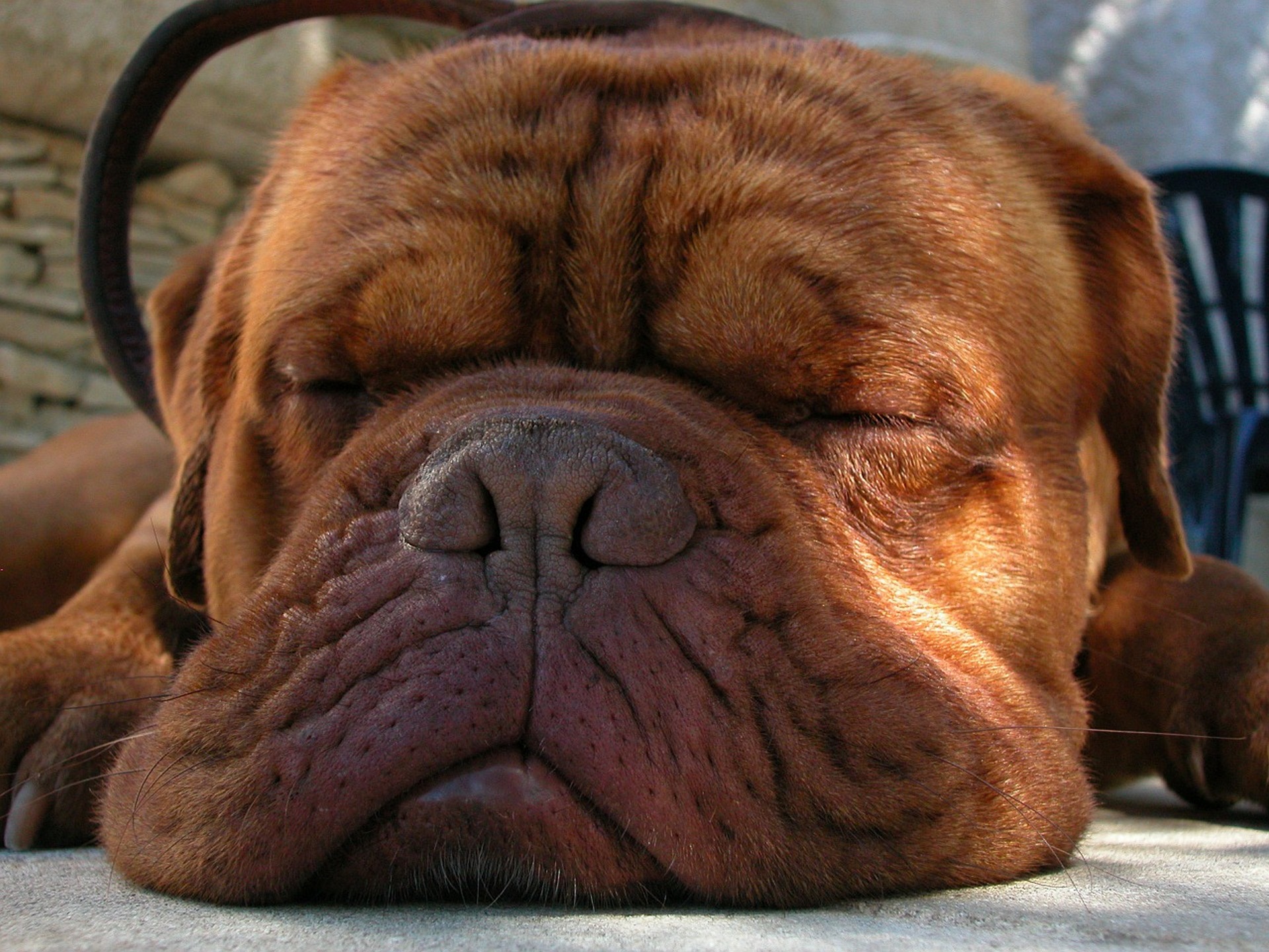 Обои морда, сон, собака, бордоский дог, face, sleep, dog, dogue de bordeaux разрешение 1920x1440 Загрузить