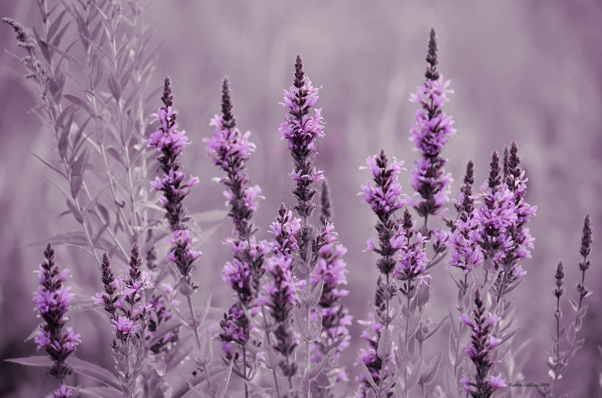 Цветы фиолетового цвета названия и фото