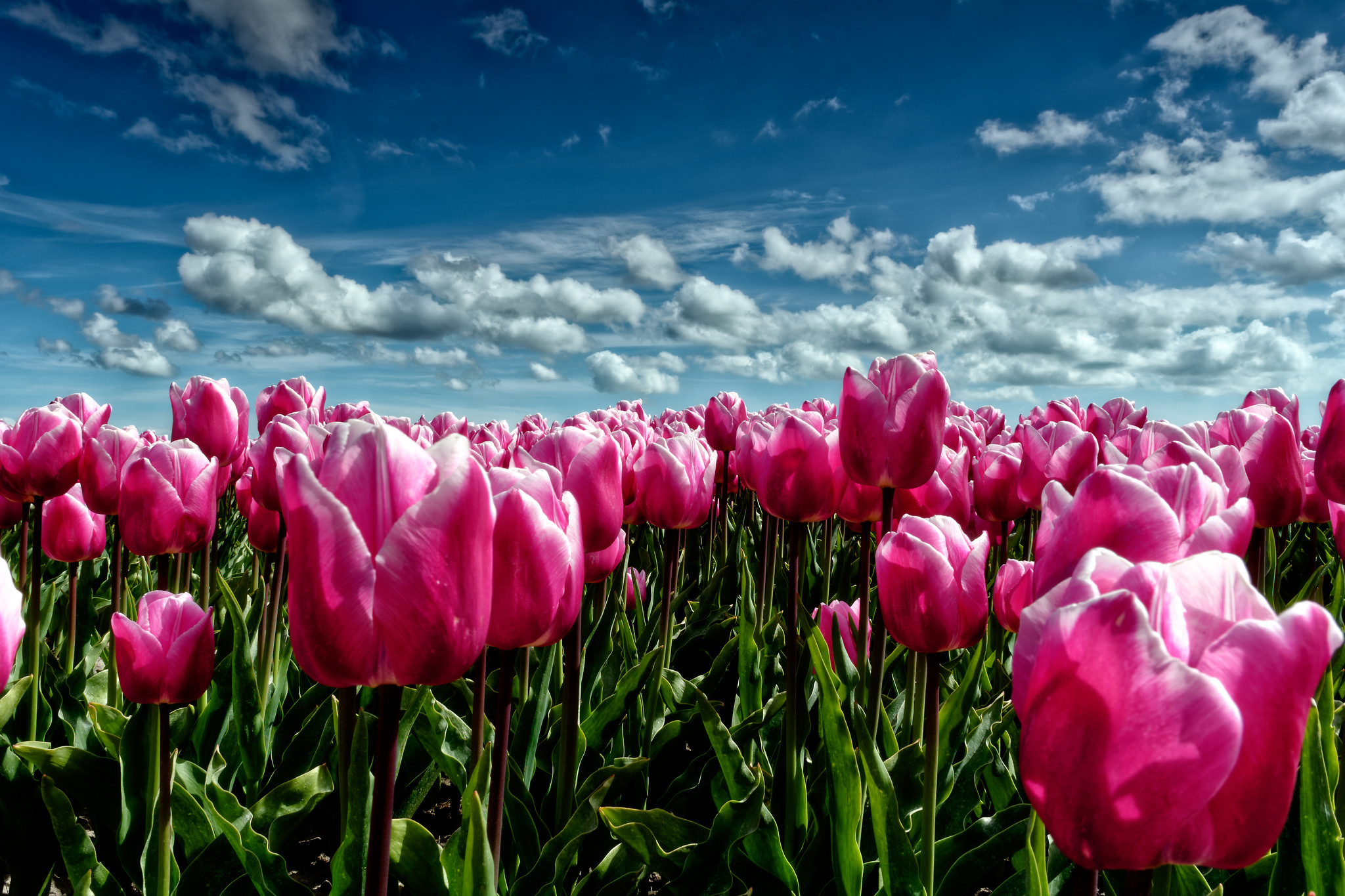 тюльпаны сиреневые поле tulips lilac field бесплатно