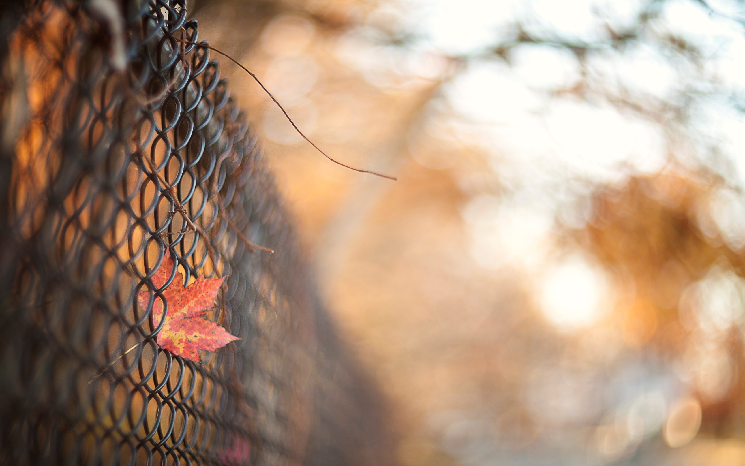 Обои осень, забор, лист, сетка, ограда, autumn, the fence, sheet, mesh, fence разрешение 2583x1616 Загрузить