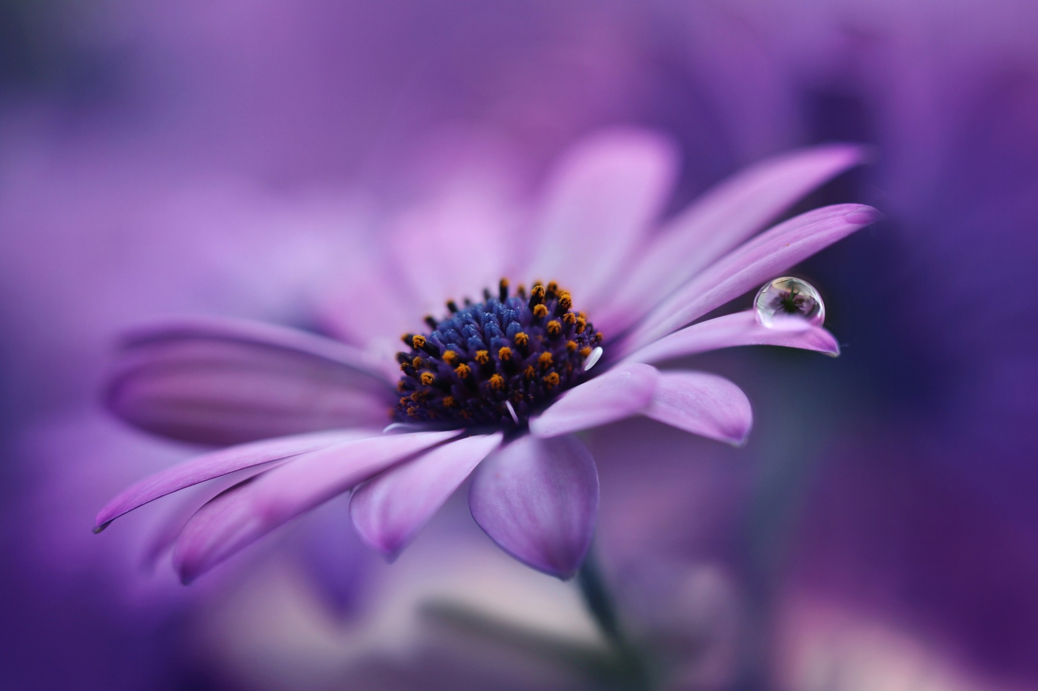 Обои макро, цветок, капля, гербера, jarmila vymazalová, macro, flower, drop, gerbera разрешение 2048x1365 Загрузить