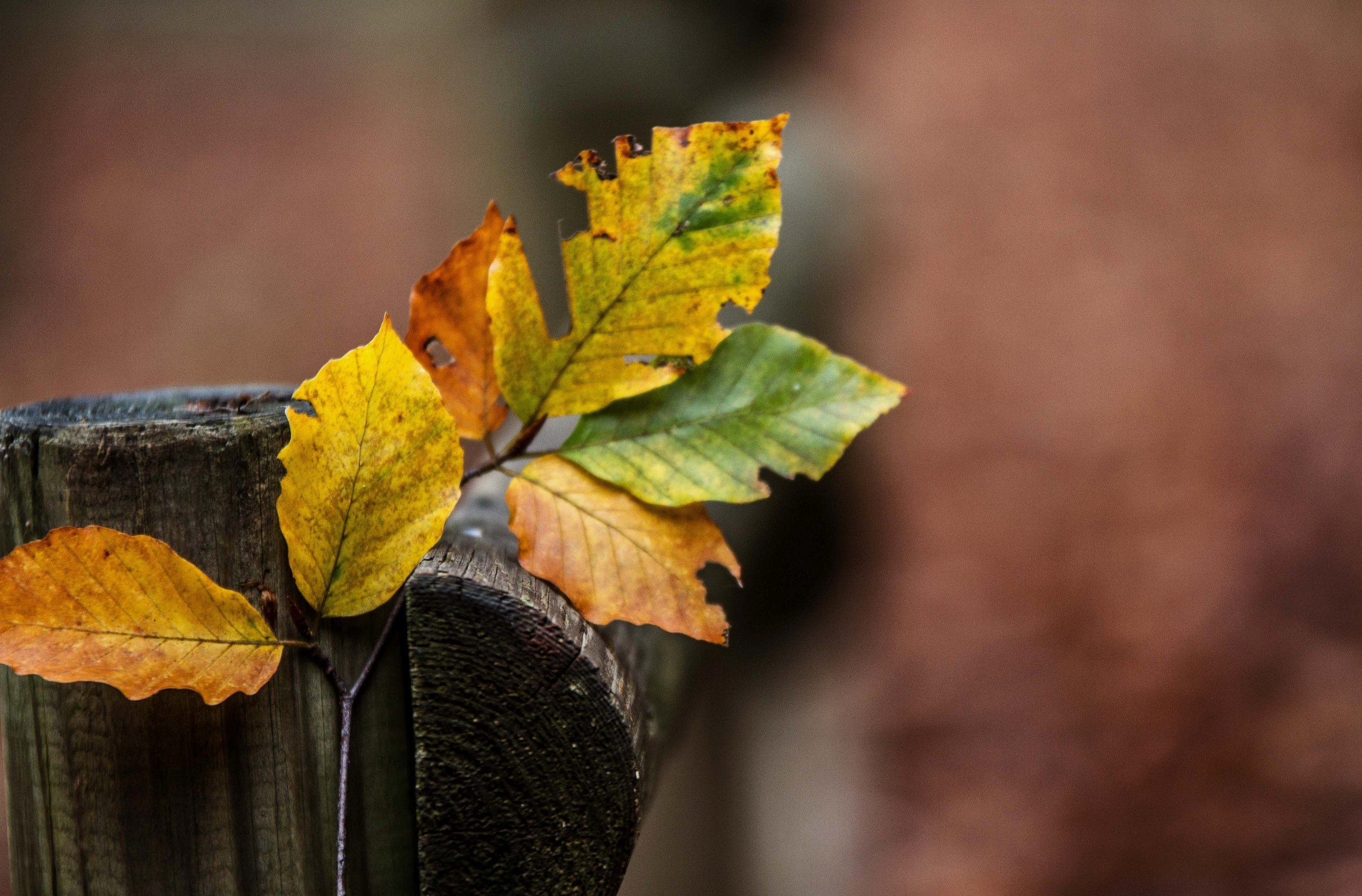 Обои ветка, природа, листья, разноцветные, осень, branch, nature, leaves, colorful, autumn разрешение 2590x1705 Загрузить