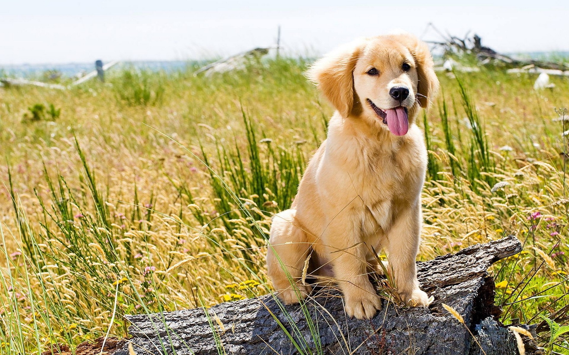 Обои трава, природа, поле, собака, щенок, язык, золотистый ретривер, grass, nature, field, dog, puppy, language, golden retriever разрешение 1920x1200 Загрузить