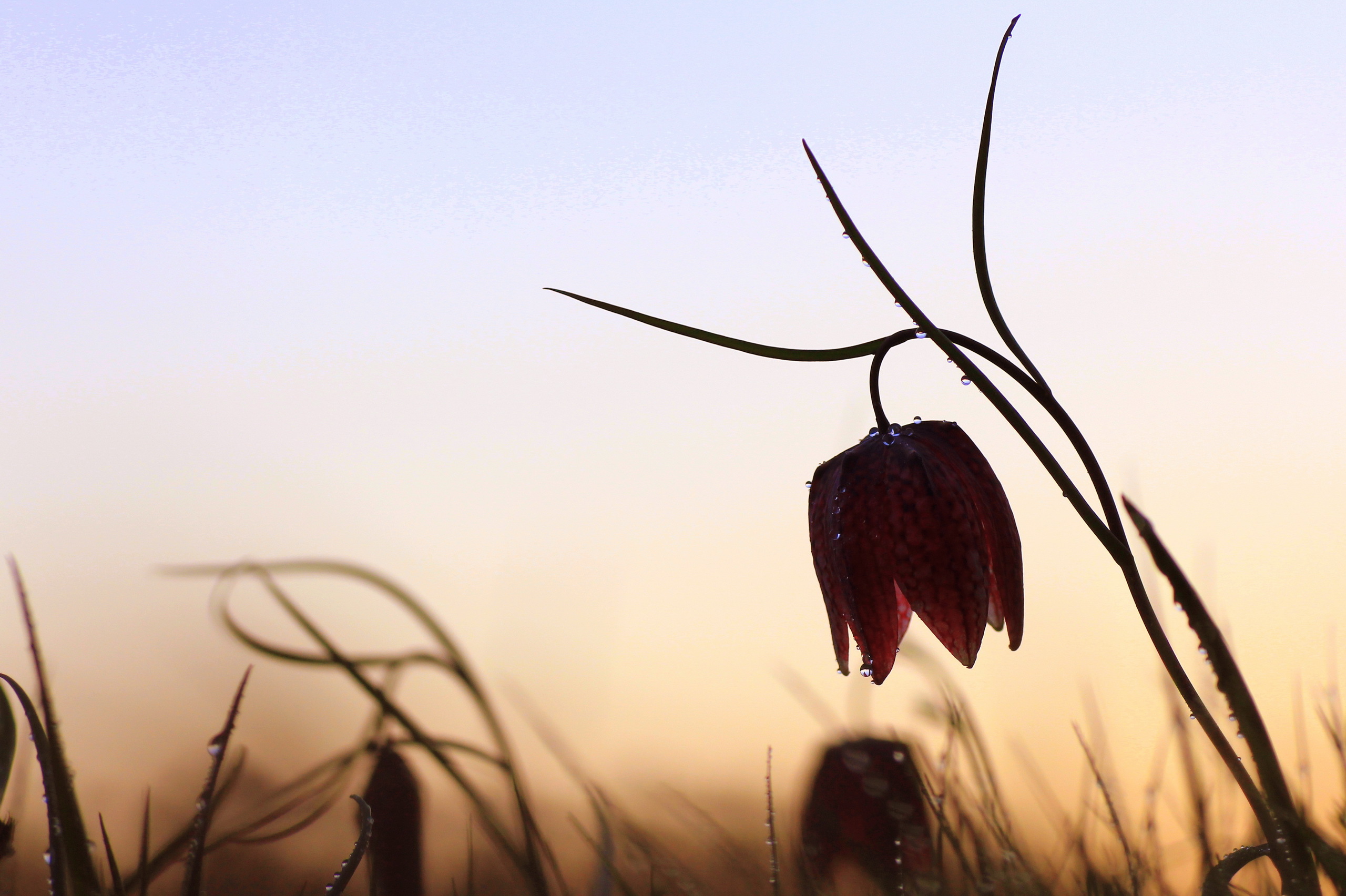 Обои природа, цветок, капли, рябчик шахматный, nature, flower, drops, grouse chess разрешение 2560x1704 Загрузить