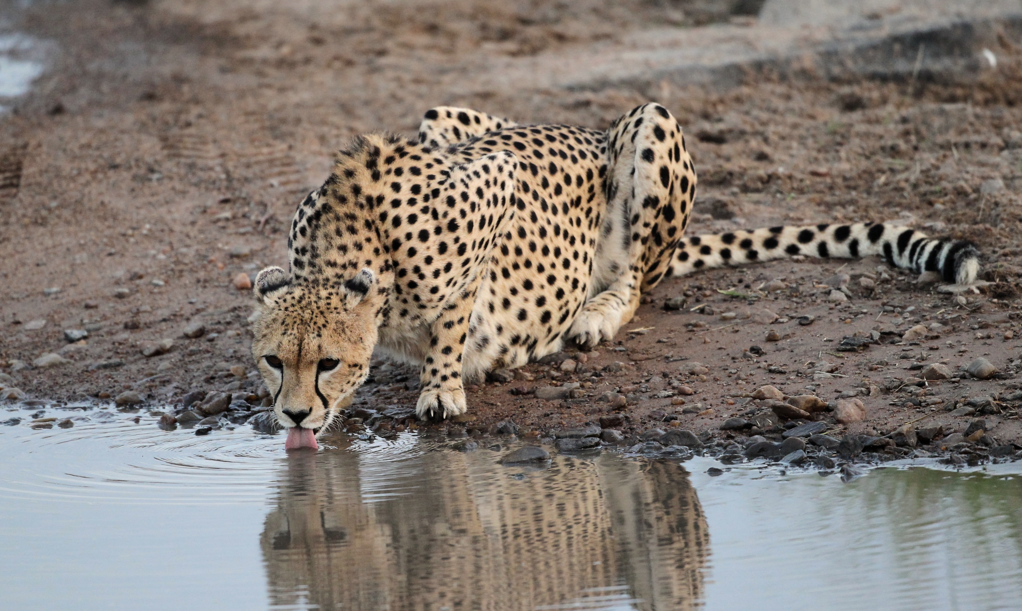 Обои камни, водоем, хищник, гепард, водопой, stones, pond, predator, cheetah, drink разрешение 3438x2056 Загрузить