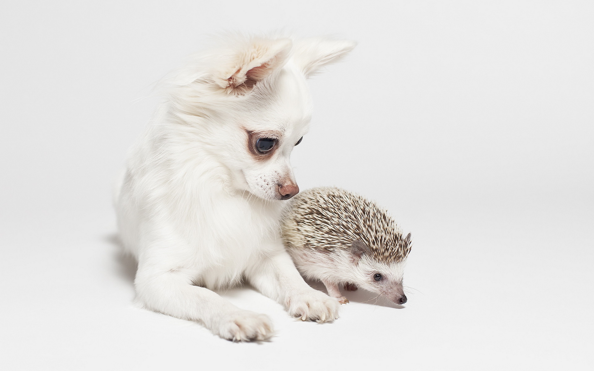 Обои фон, собака, ежик, друзья, чихуахуа, background, dog, hedgehog, friends, chihuahua разрешение 1920x1200 Загрузить