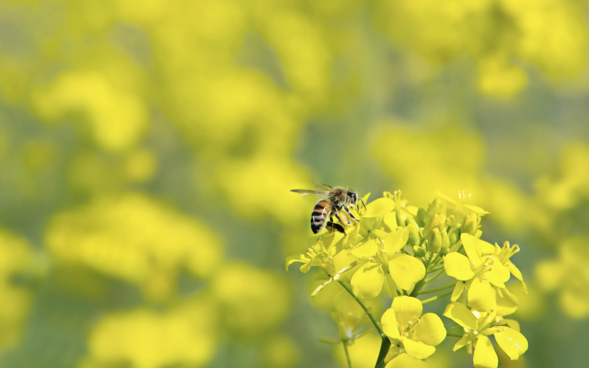 Обои макро, цветок, насекомые, пчела, оса, macro, flower, insects, bee, osa разрешение 1920x1200 Загрузить