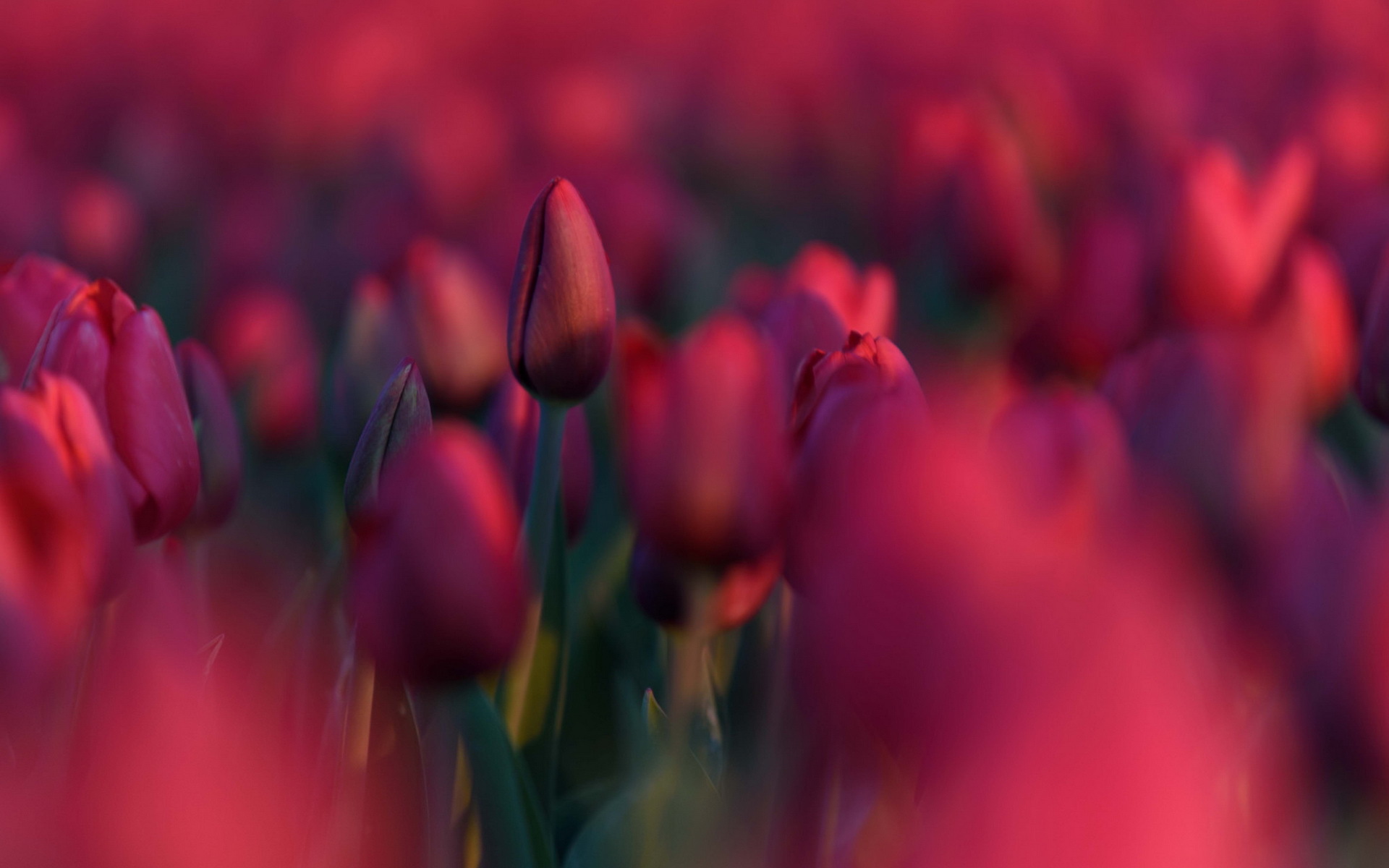 Обои цветы, природа, красные, весна, тюльпаны, flowers, nature, red, spring, tulips разрешение 1920x1200 Загрузить