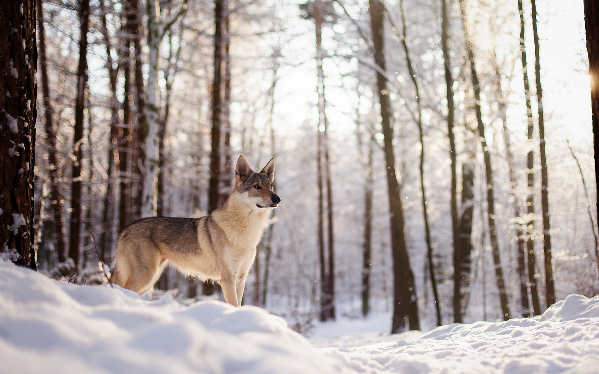 Обои снег, зима, собака, волк, лайка, aleksandra kielreuter, wolfshund, snow, winter, dog, wolf, laika разрешение 1920x1200 Загрузить