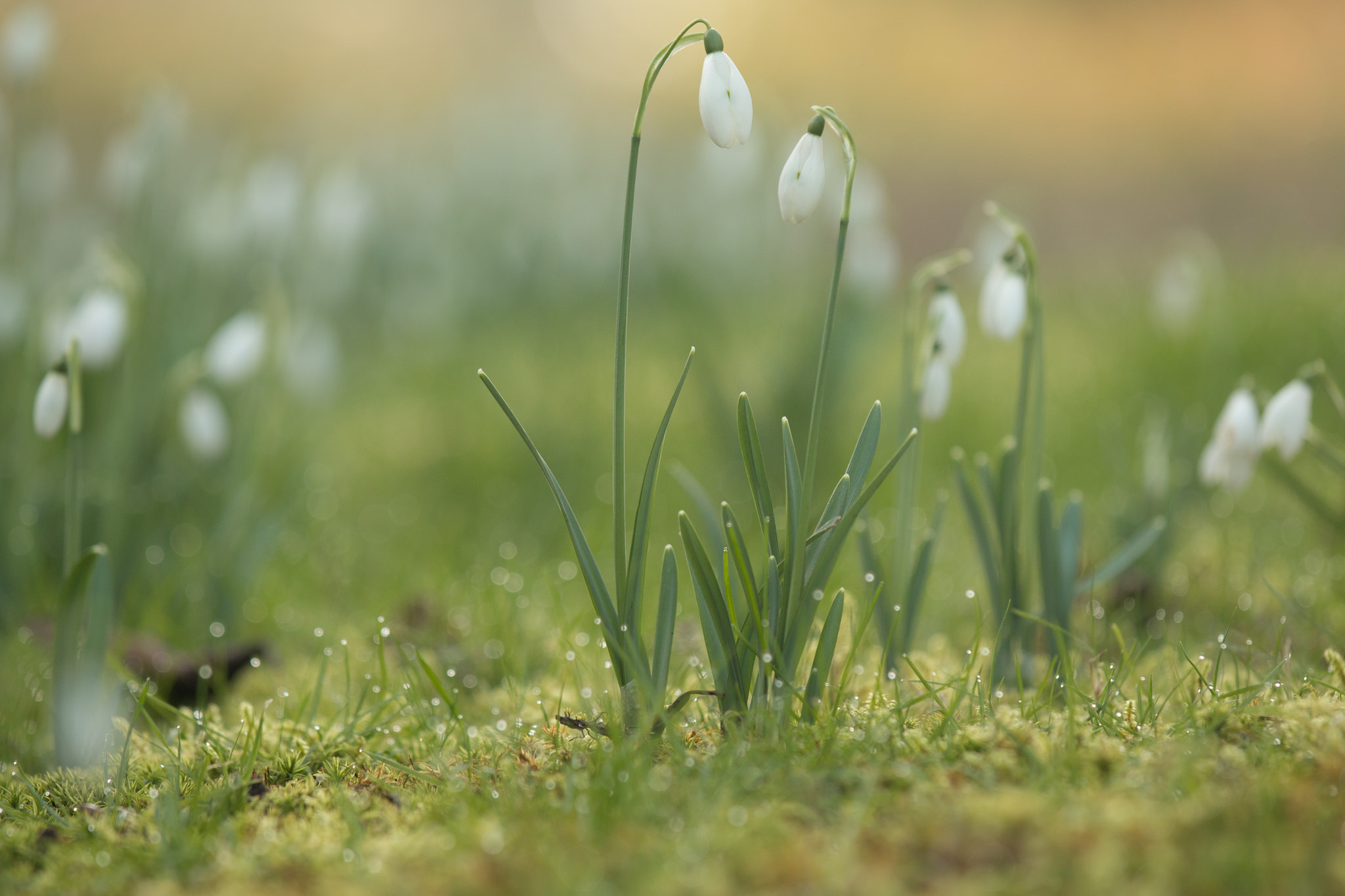 подснежники трава весна загрузить