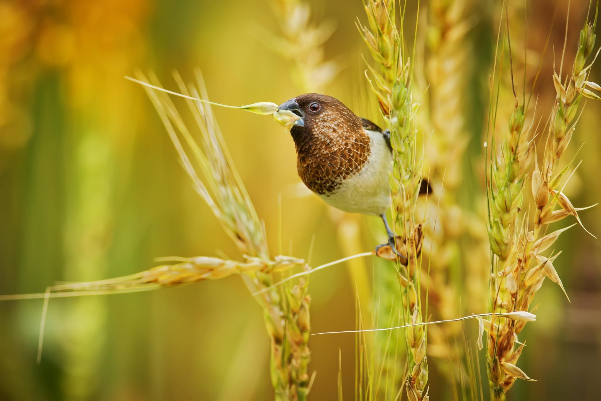 Пшеничная птица. Птица. Природа птицы. Птица в траве. Птичка на травинке.
