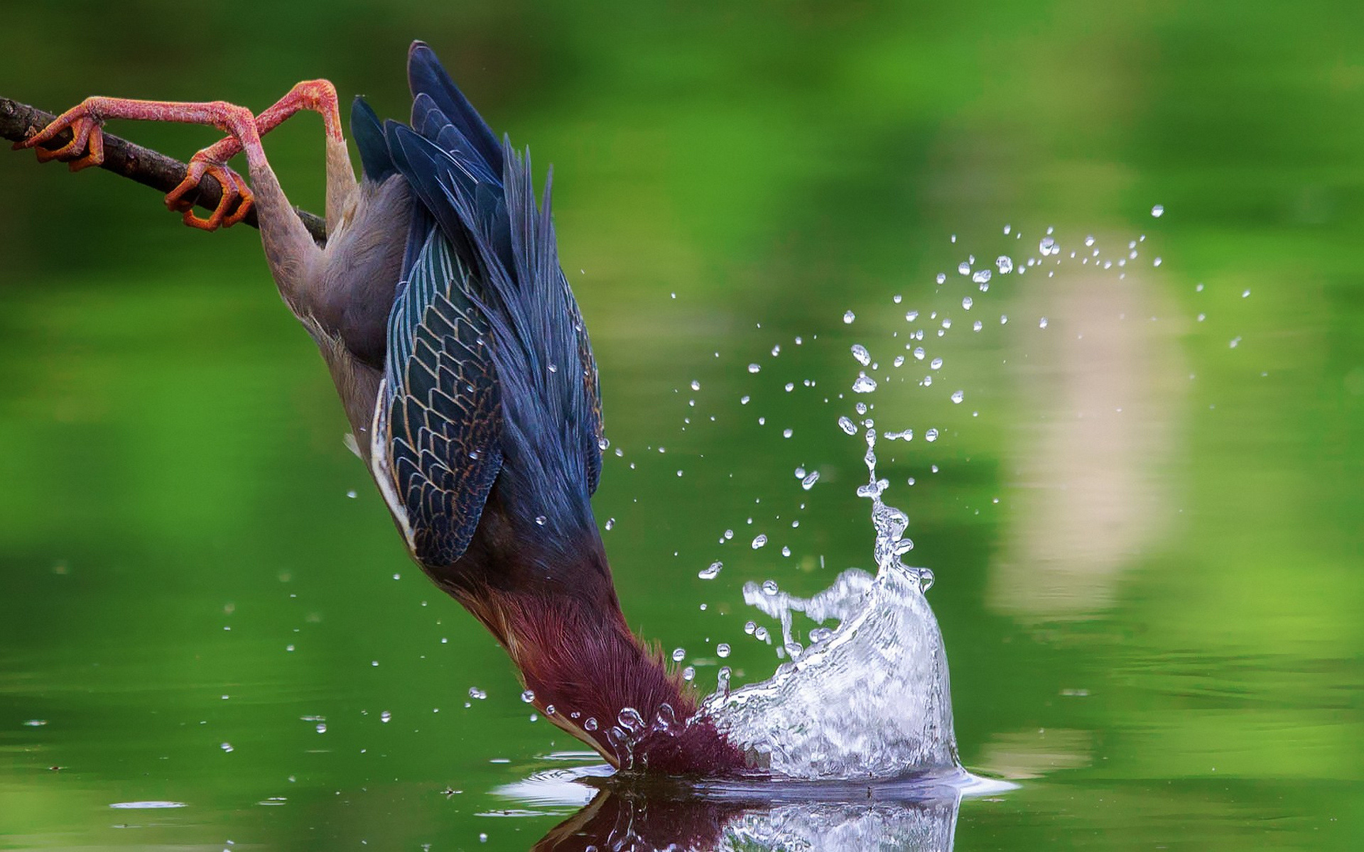 Обои вода, брызги, птица, цапля, американская зеленая кваква, water, squirt, bird, heron, the american green heron разрешение 1920x1200 Загрузить