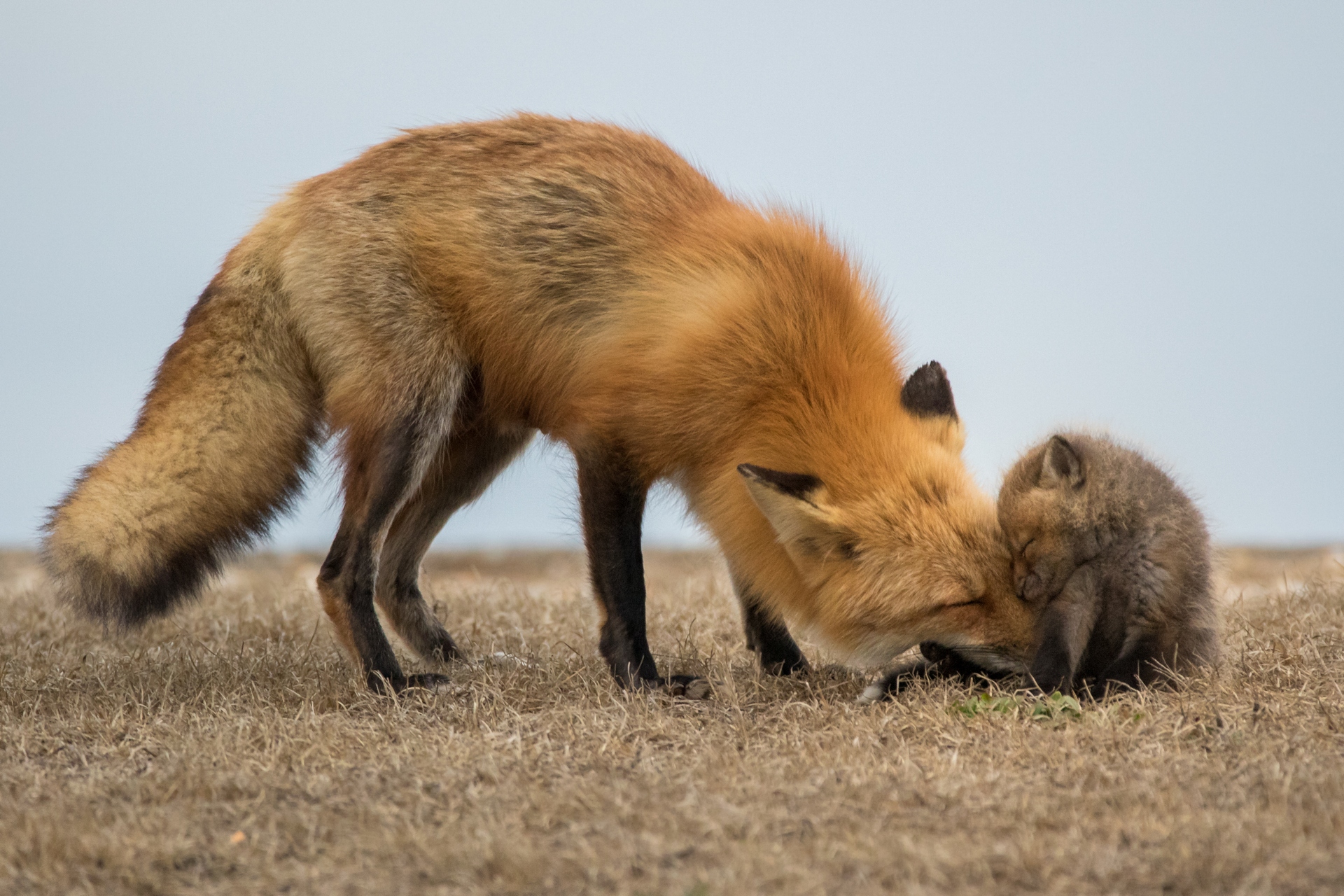 Обои природа, поле, лиса, лисенок, nature, field, fox разрешение 1920x1280 Загрузить