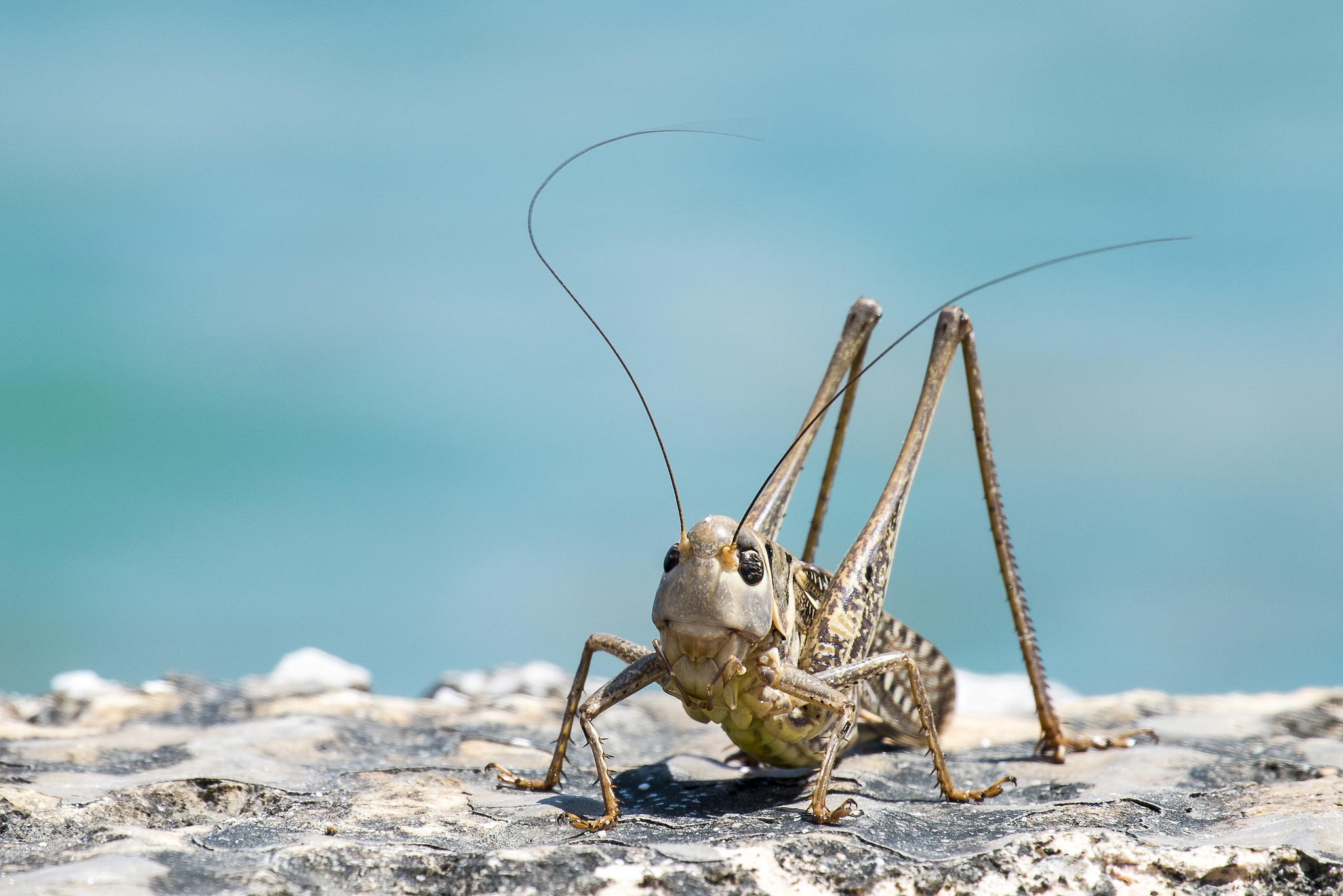 Обои небо, насекомые, саранча, кузнечик, the sky, insects, locust, grasshopper разрешение 2048x1366 Загрузить